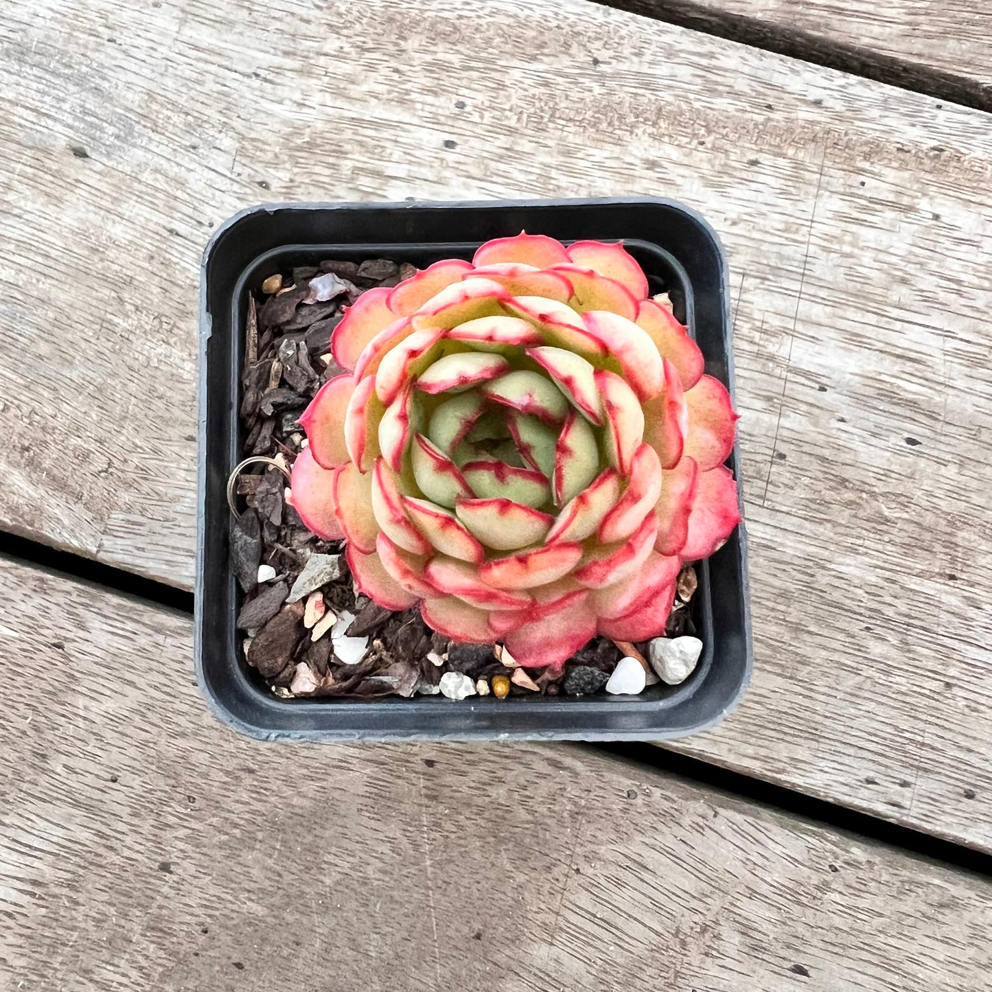 3004 Echeveria Dream Rose