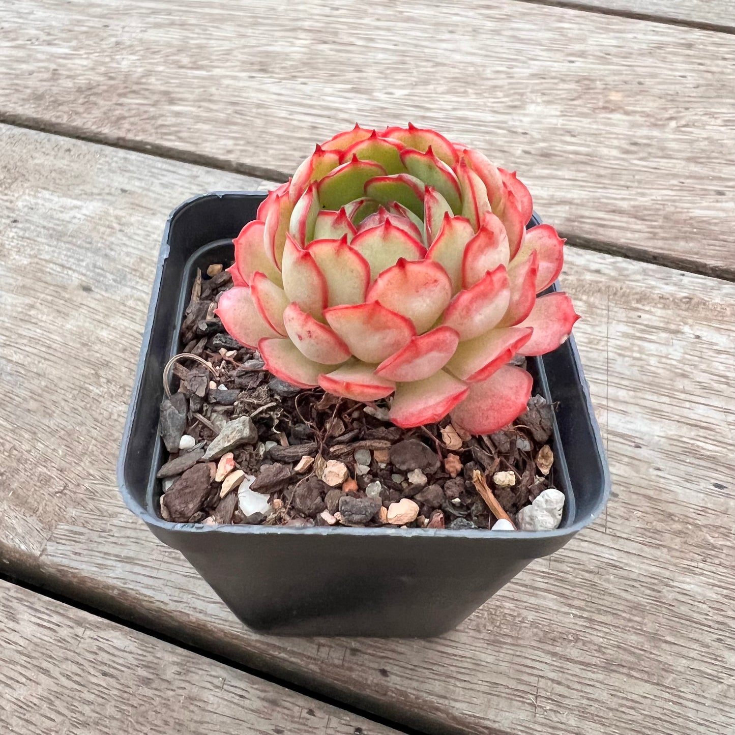 3004 Echeveria Dream Rose