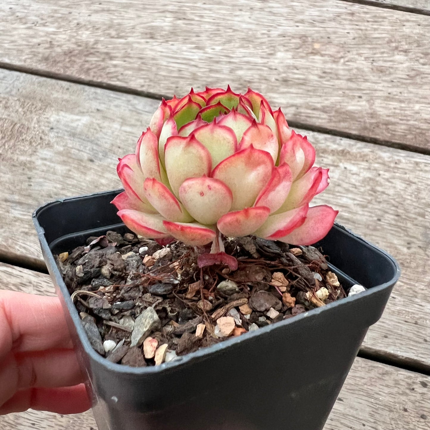 3004 Echeveria Dream Rose