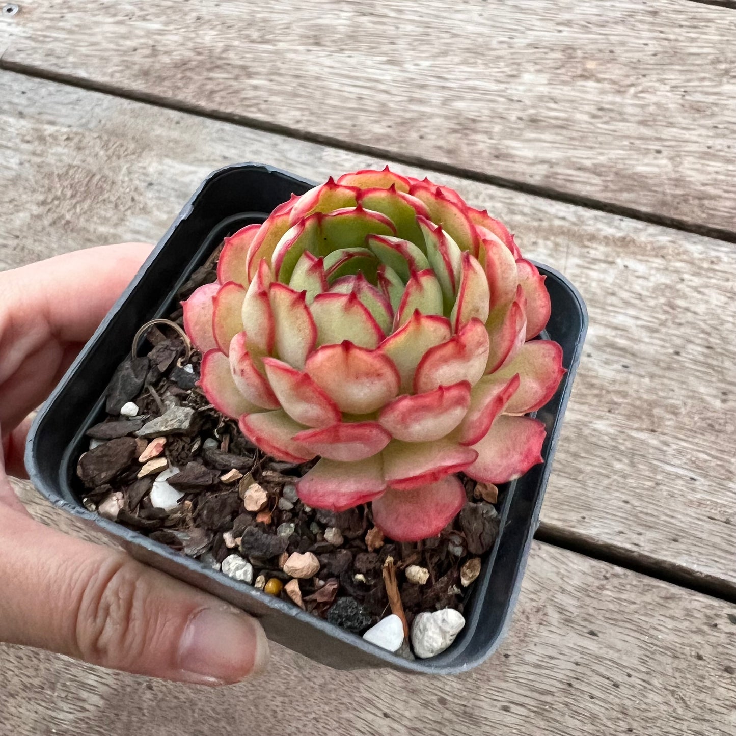 3004 Echeveria Dream Rose