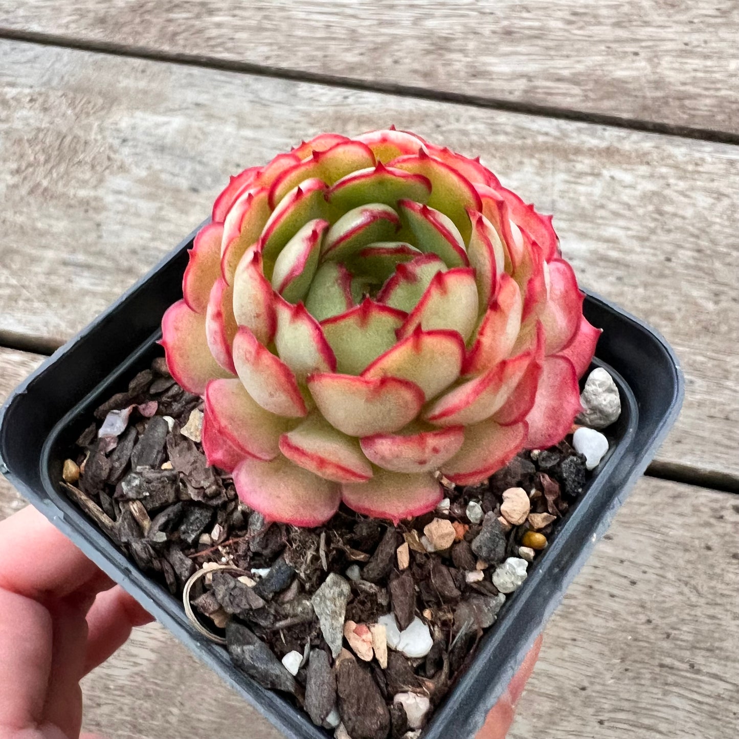 3004 Echeveria Dream Rose