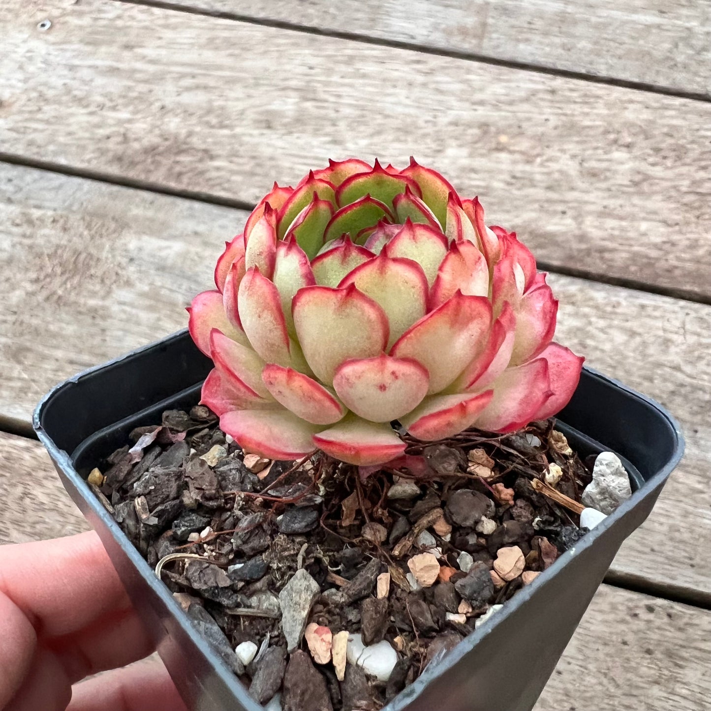 3004 Echeveria Dream Rose