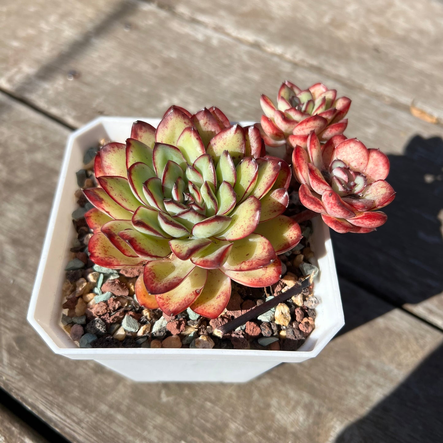3004 Echeveria Mexican Pulidonis (Large)
