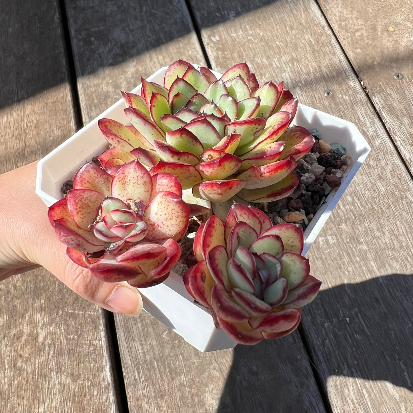 3004 Echeveria Mexican Pulidonis (Large)