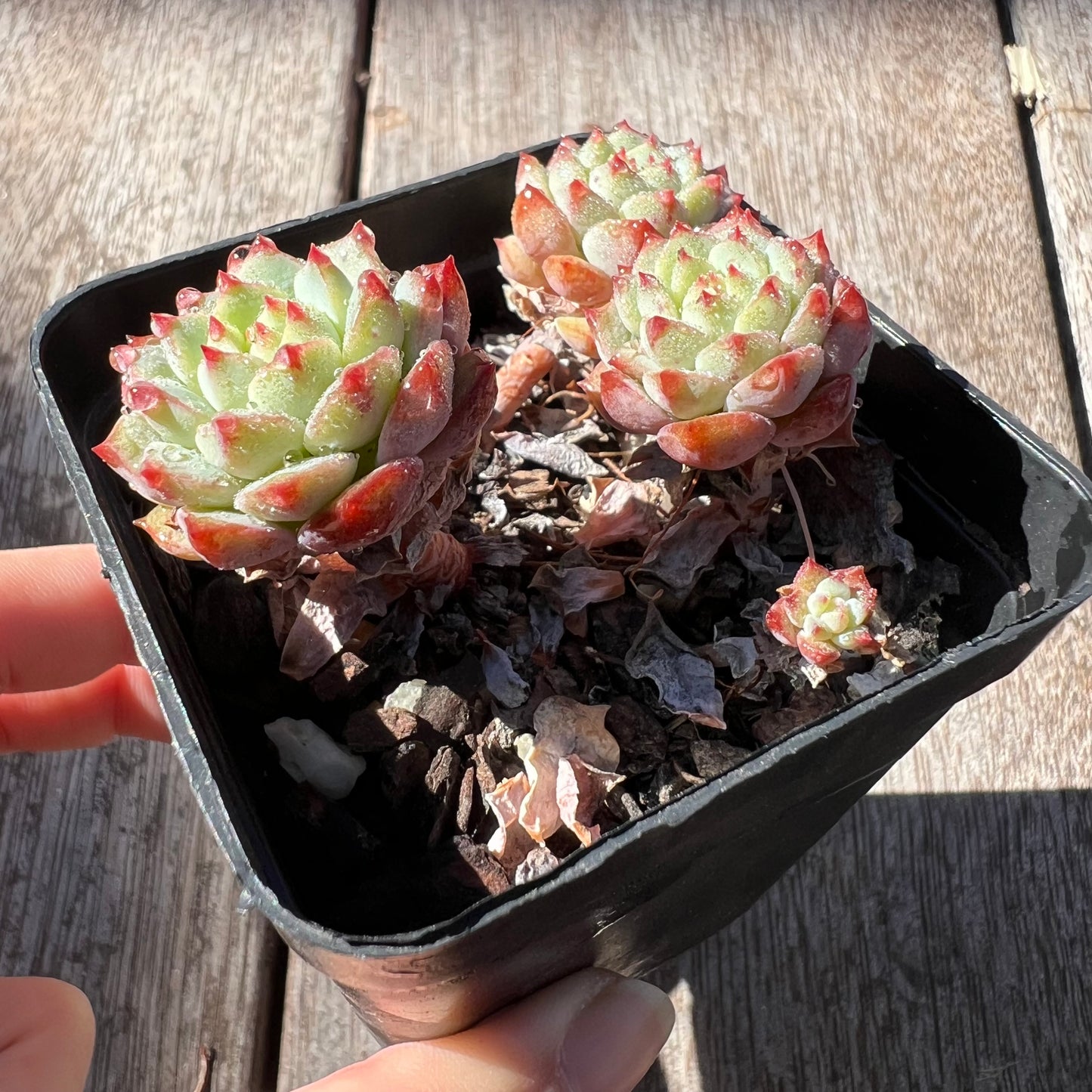 3004 Echeveria Panda Face aka Emerald Tips(clump)