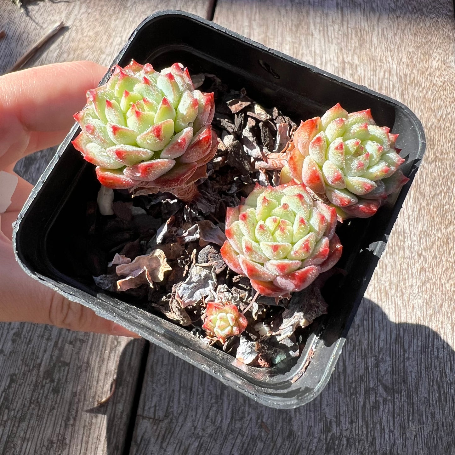 3004 Echeveria Panda Face aka Emerald Tips(clump)