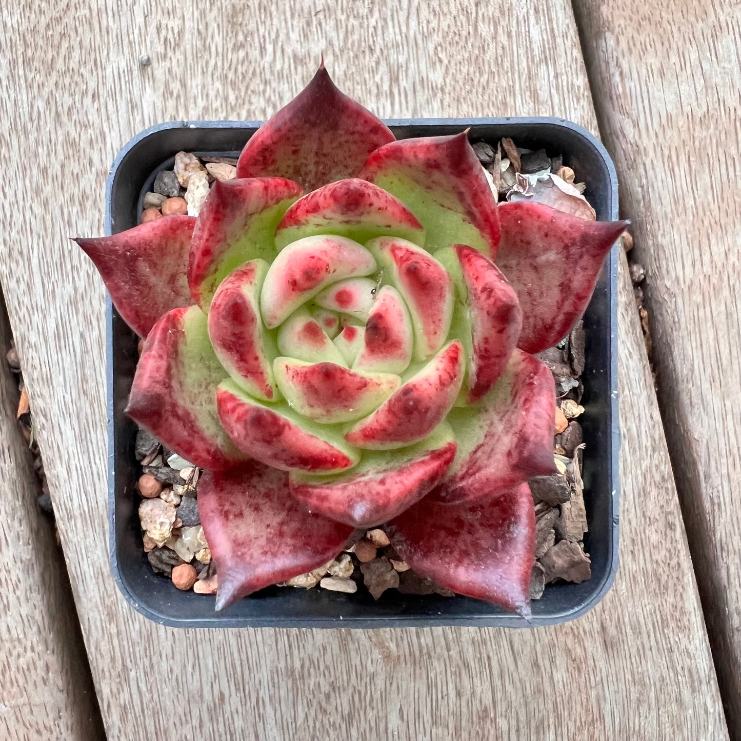 3004 Echeveria Romeo x Ebony