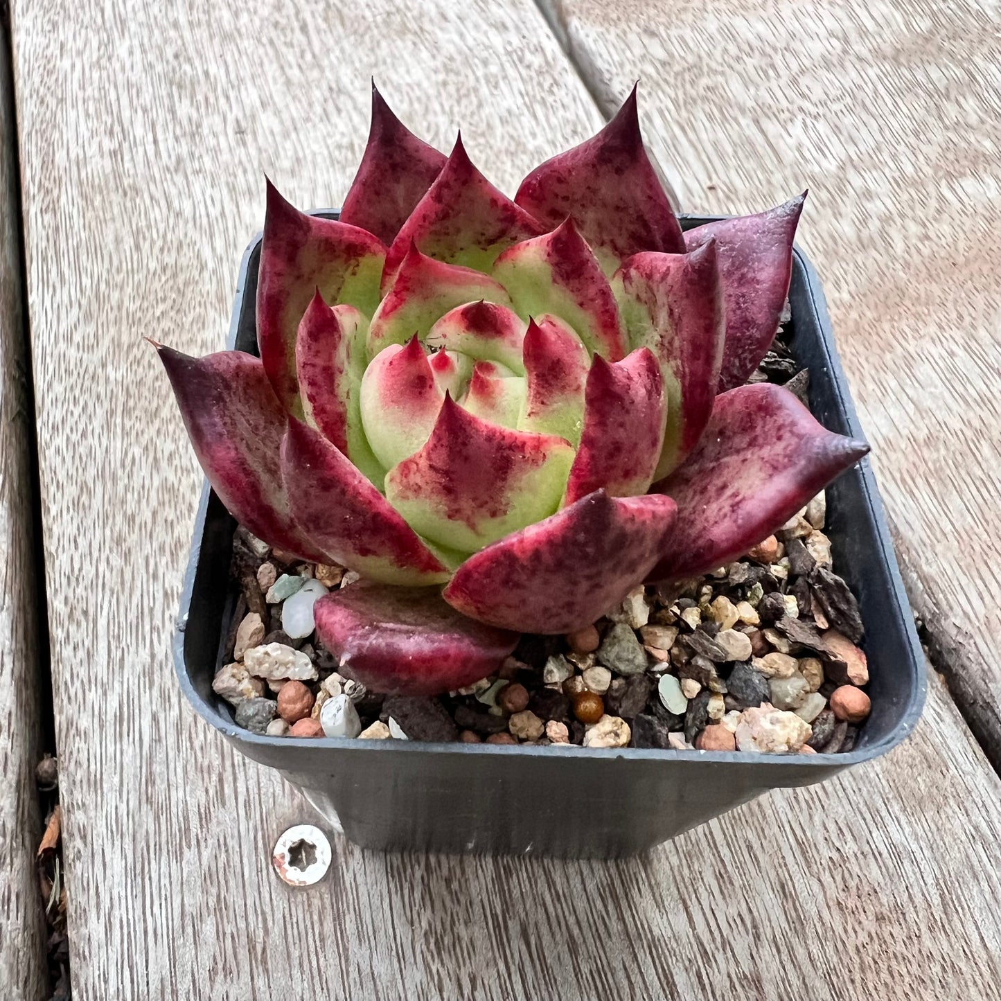 3004 Echeveria Romeo x Ebony