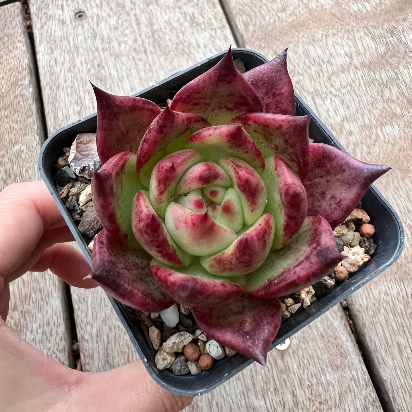 3004 Echeveria Romeo x Ebony