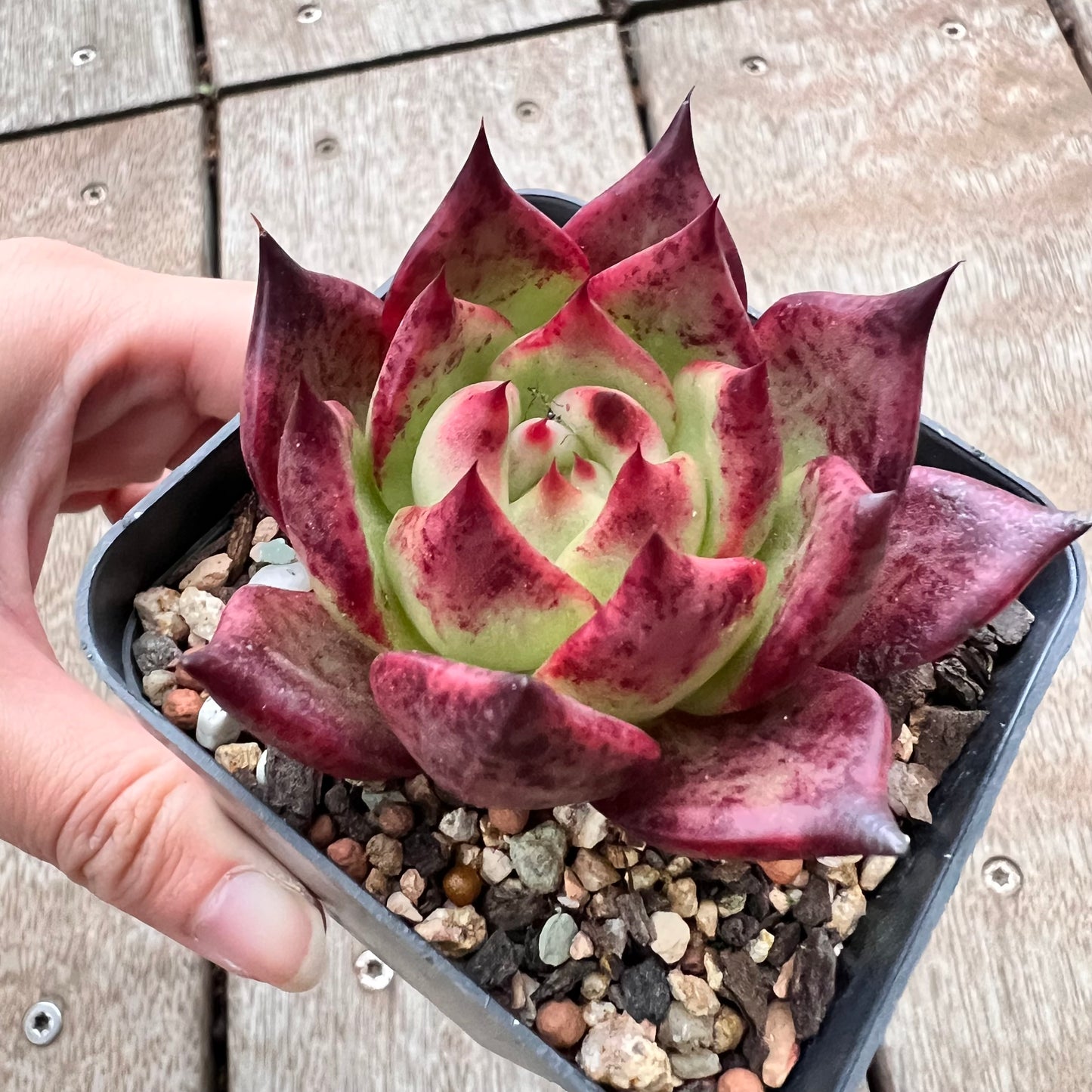 3004 Echeveria Romeo x Ebony