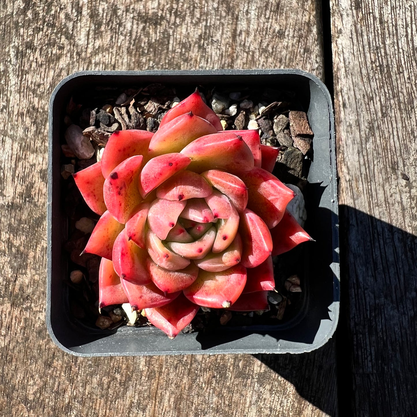 3007 Echeveria Agavoides 'Amelia'