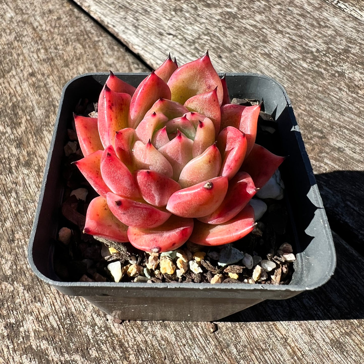 3007 Echeveria Agavoides 'Amelia'