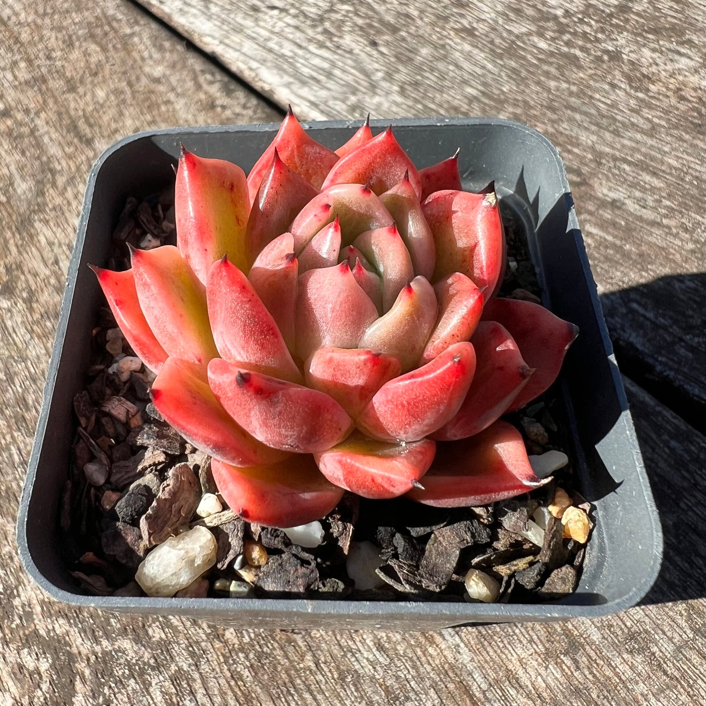 3007 Echeveria Agavoides 'Amelia'