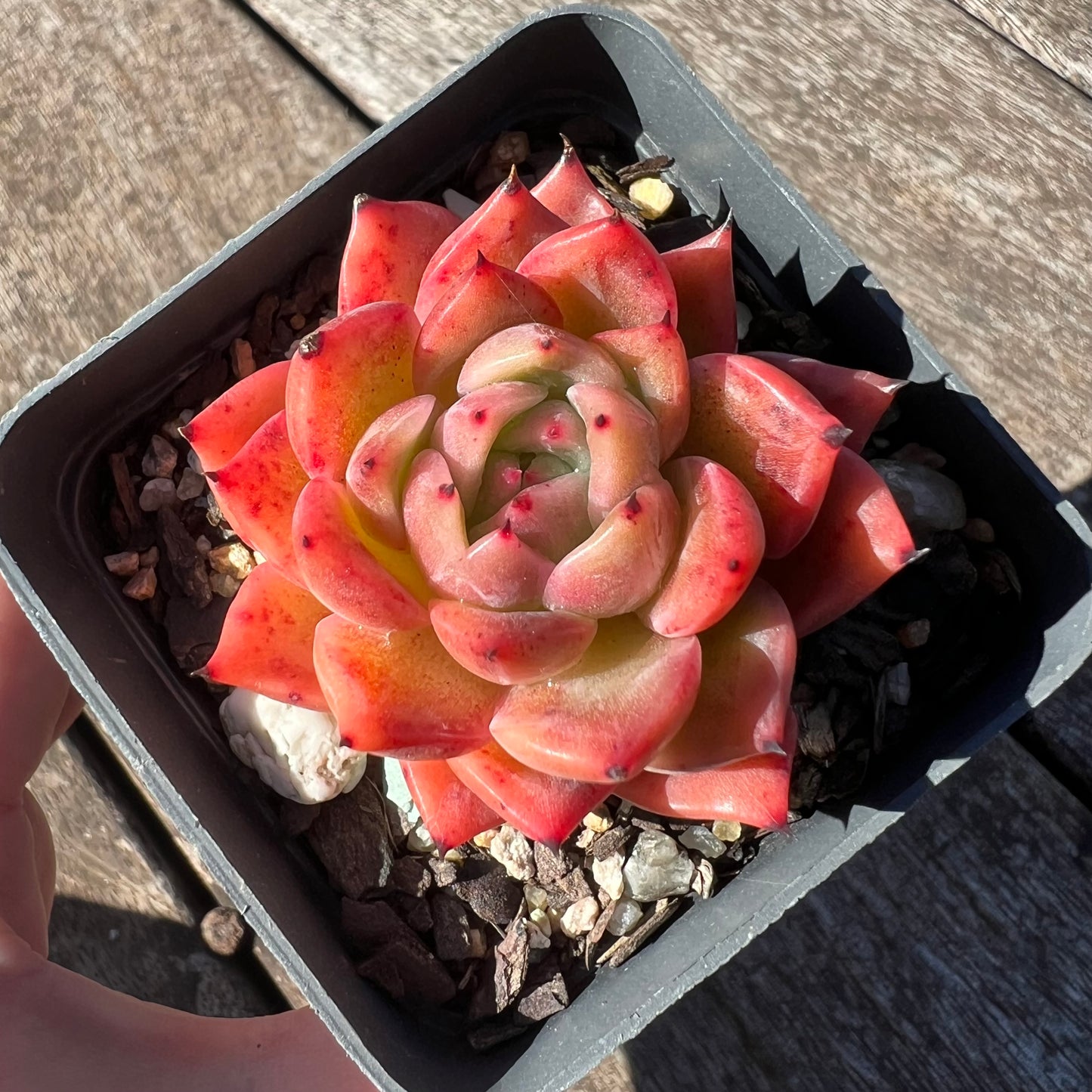 3007 Echeveria Agavoides 'Amelia'