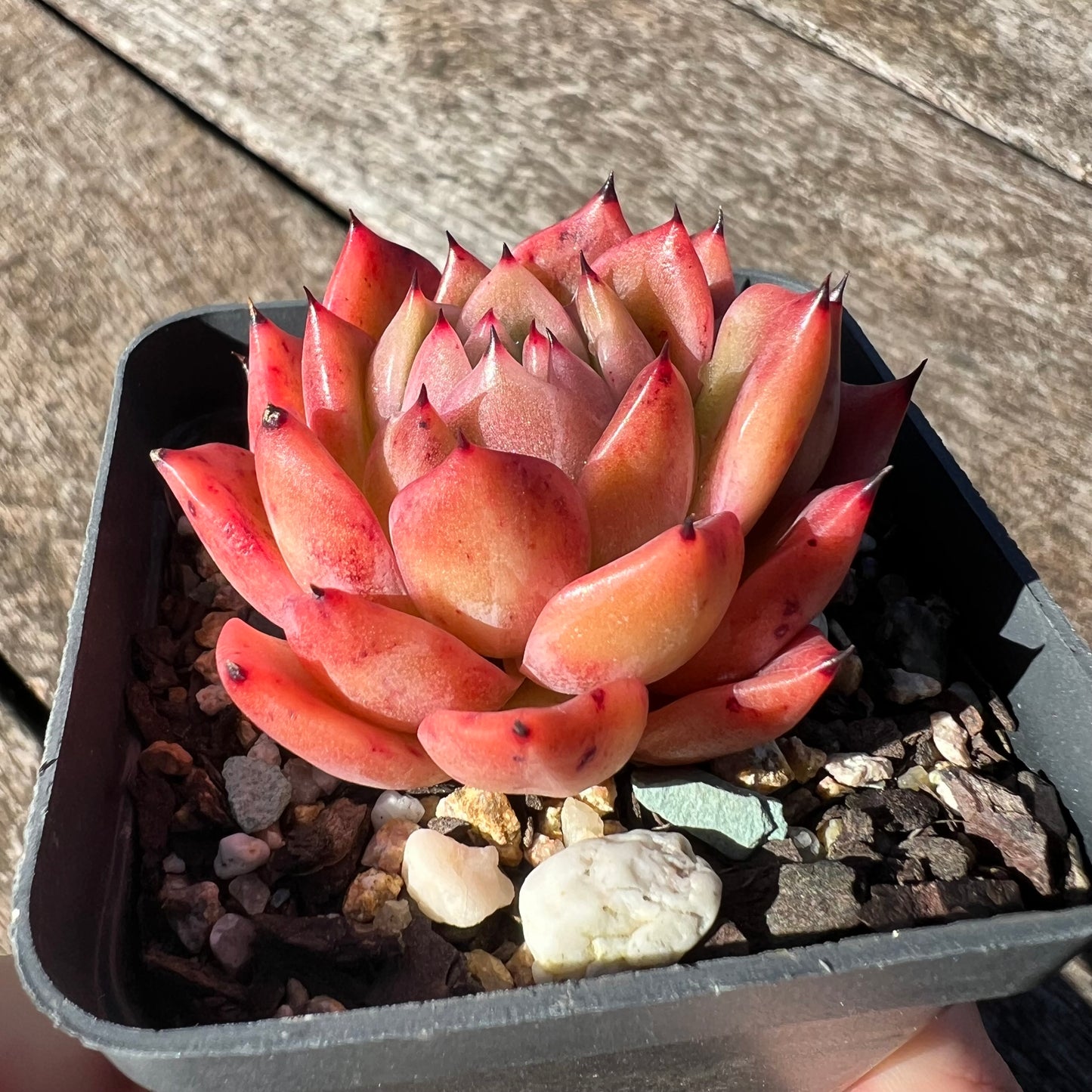 3007 Echeveria Agavoides 'Amelia'