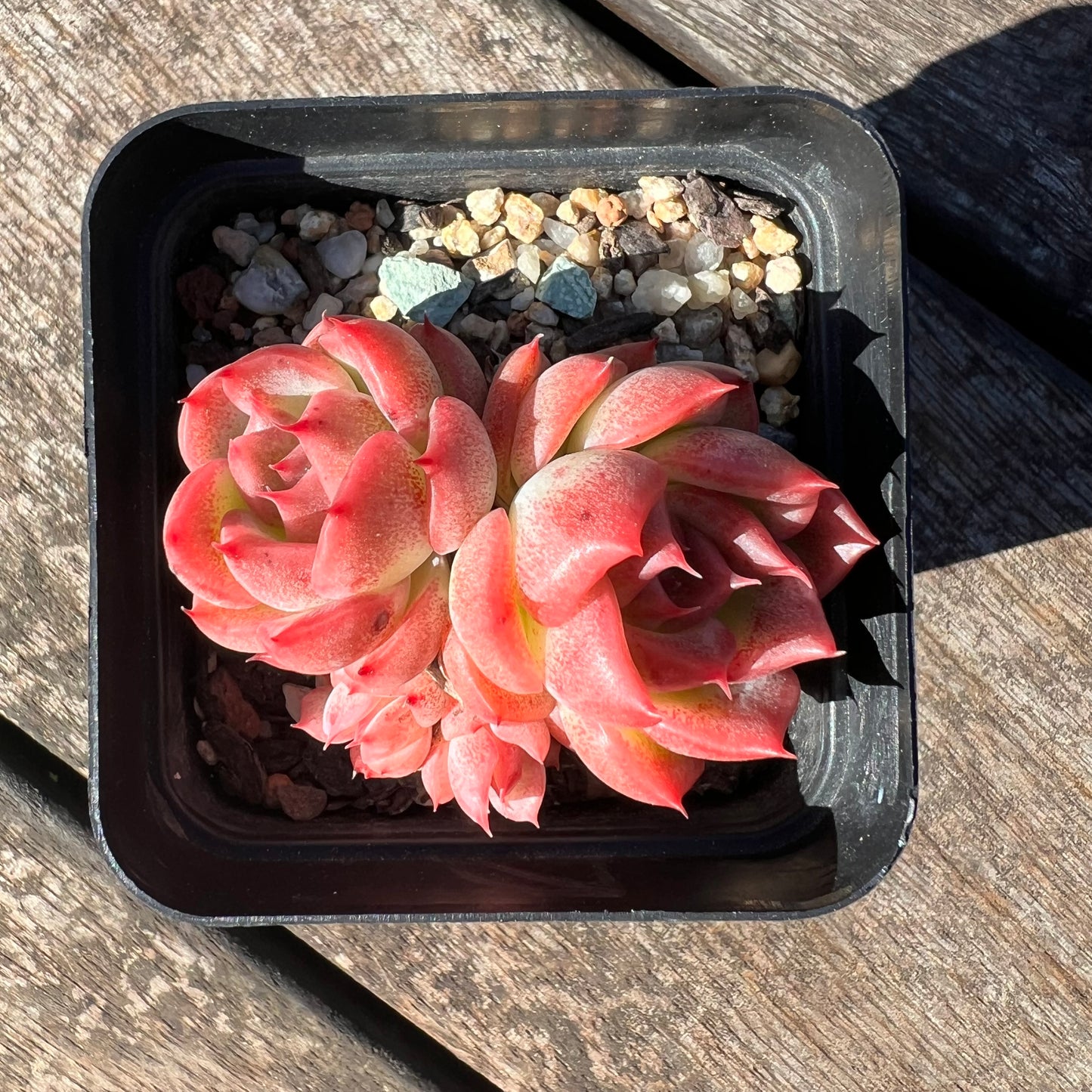 3007 Echeveria Agavoides Floriana (Multi)