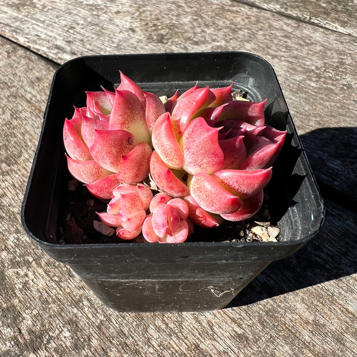 3007 Echeveria Agavoides Floriana (Multi)