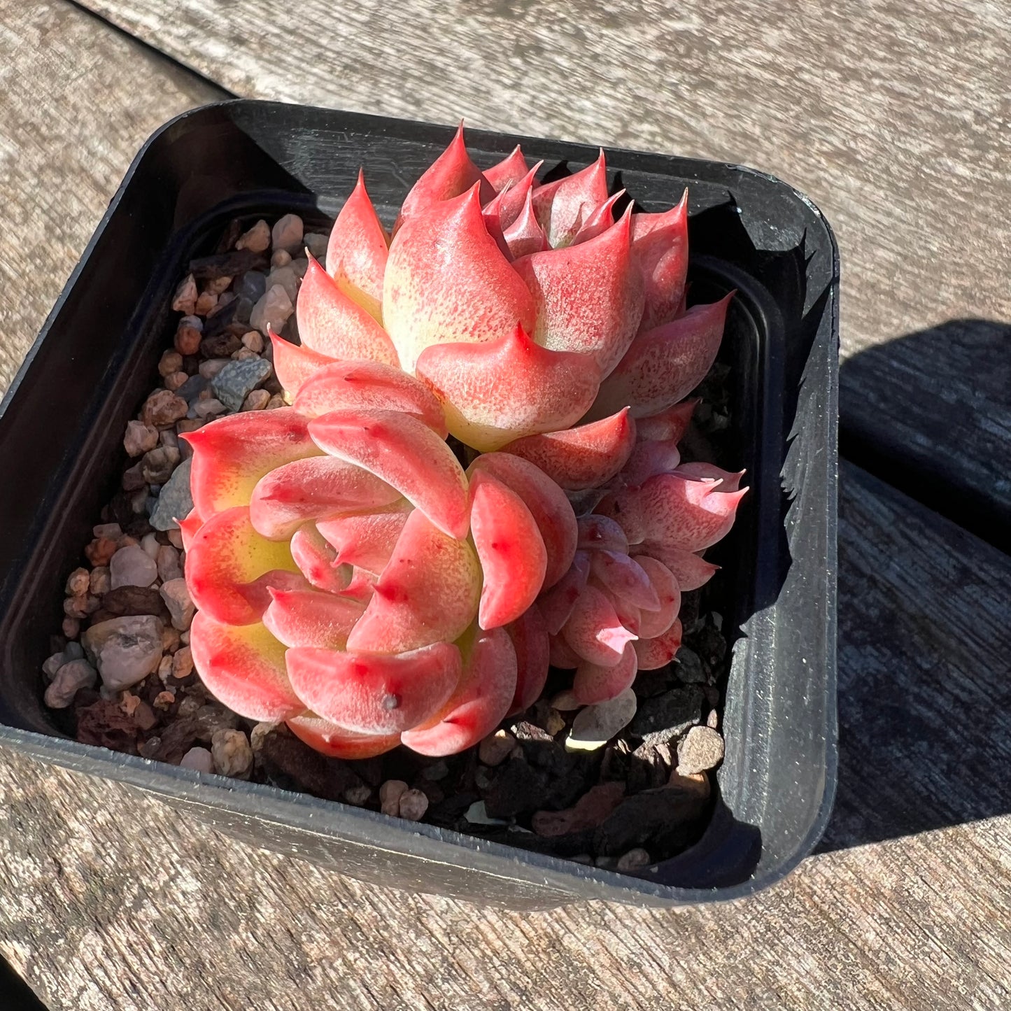 3007 Echeveria Agavoides Floriana (Multi)