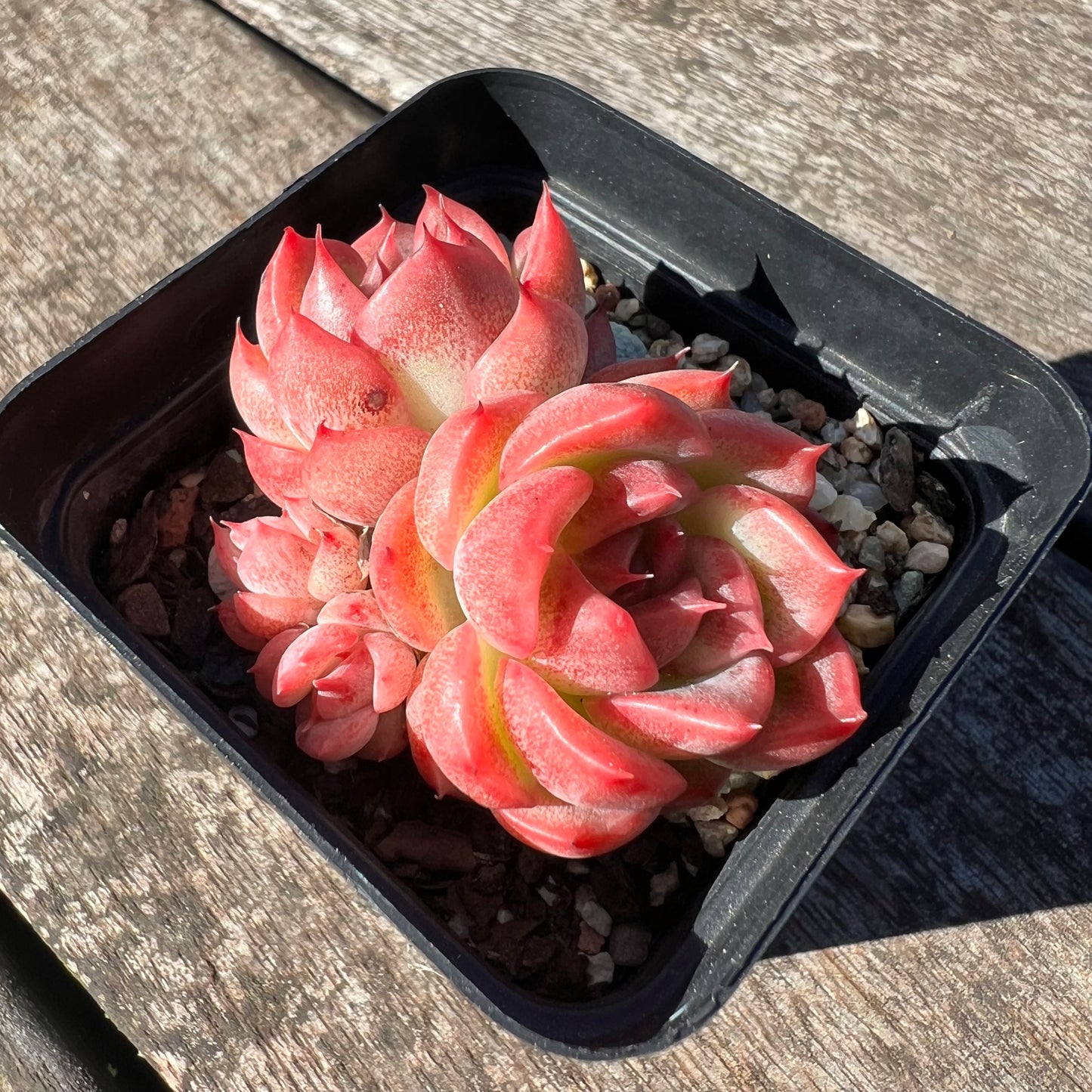 3007 Echeveria Agavoides Floriana (Multi)