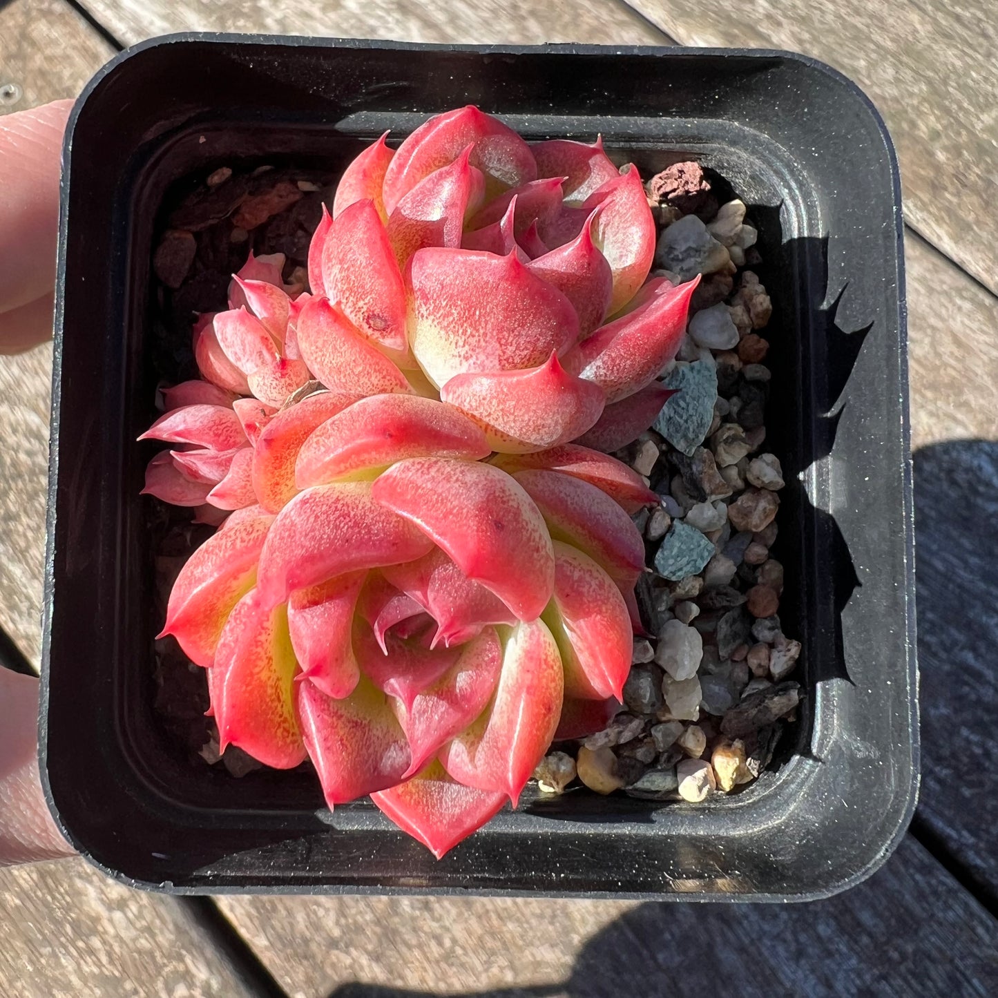 3007 Echeveria Agavoides Floriana (Multi)