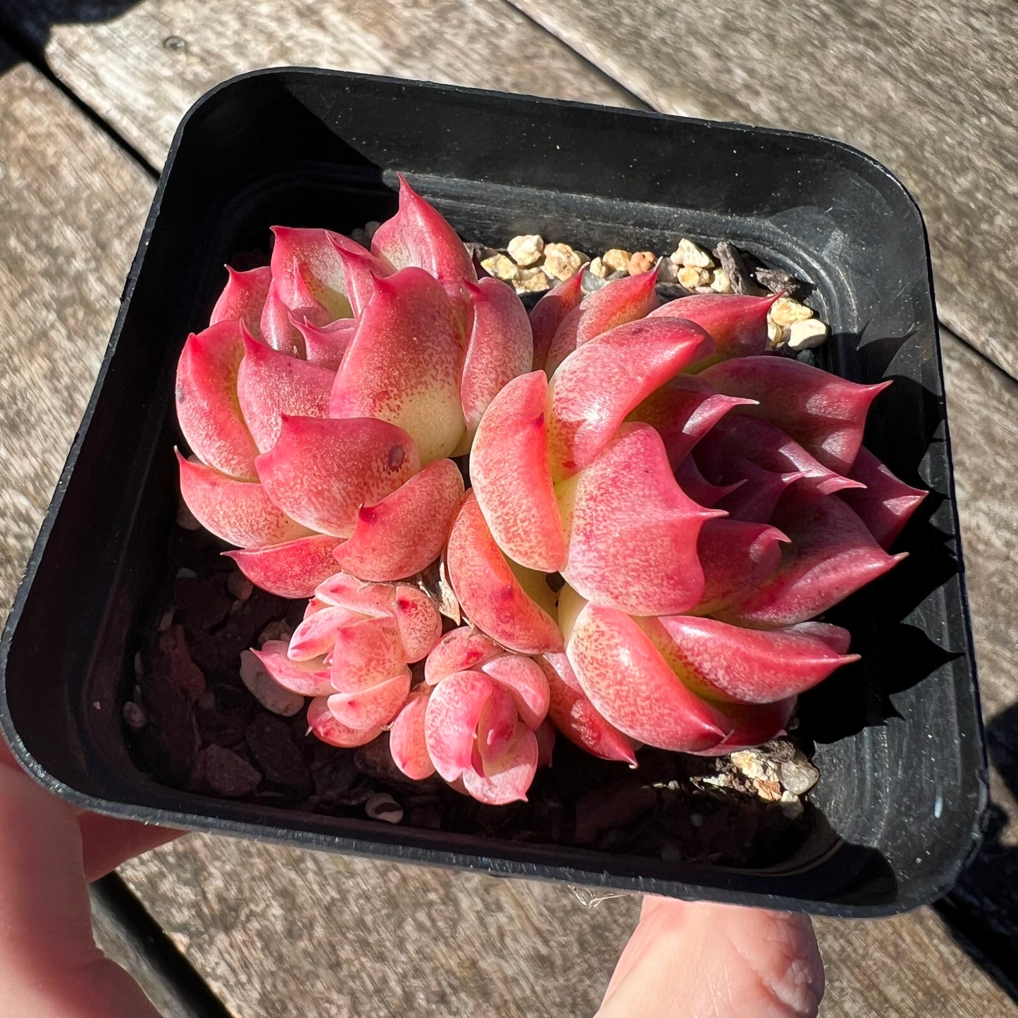 3007 Echeveria Agavoides Floriana (Multi)