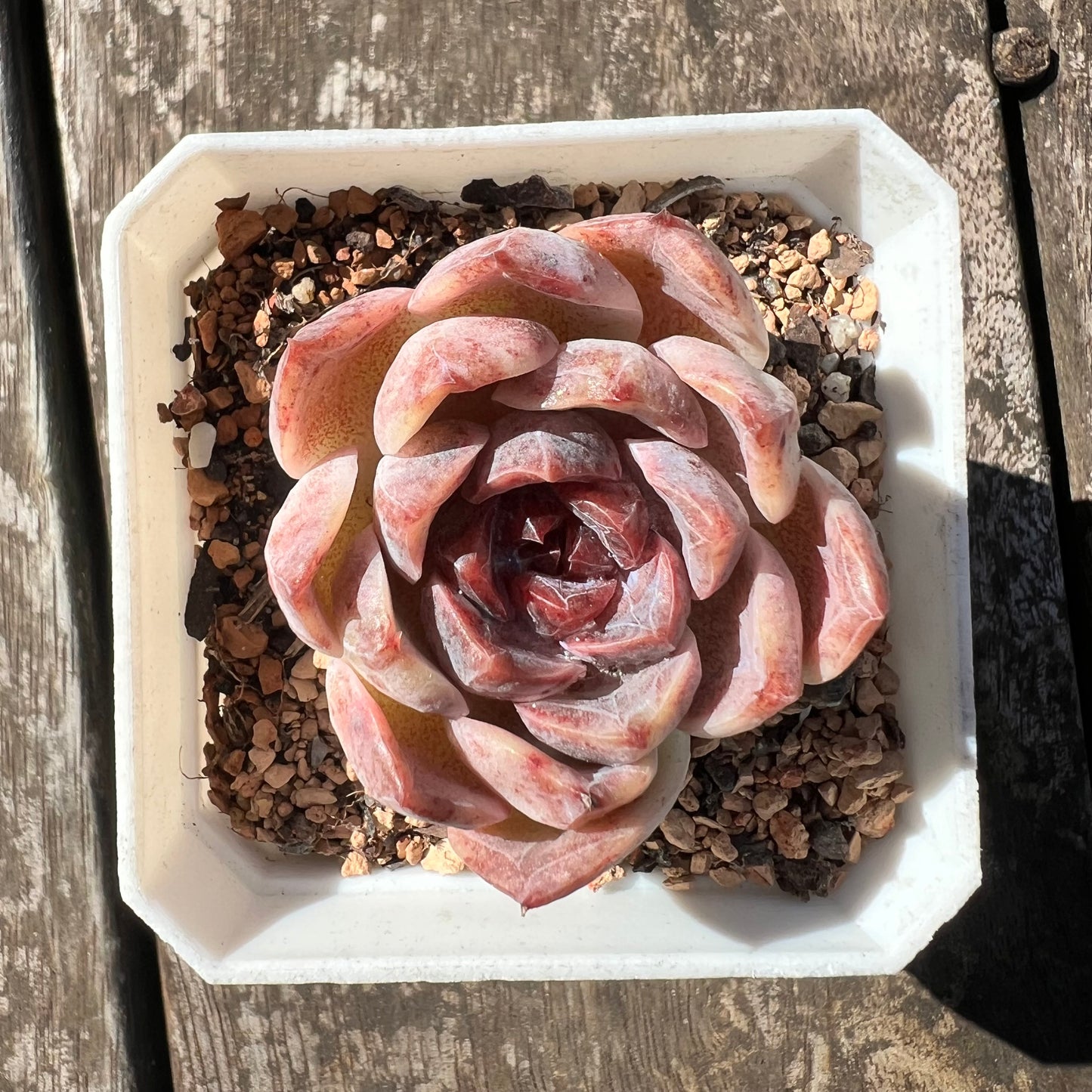 0608 Echeveria Chocolate Mousse