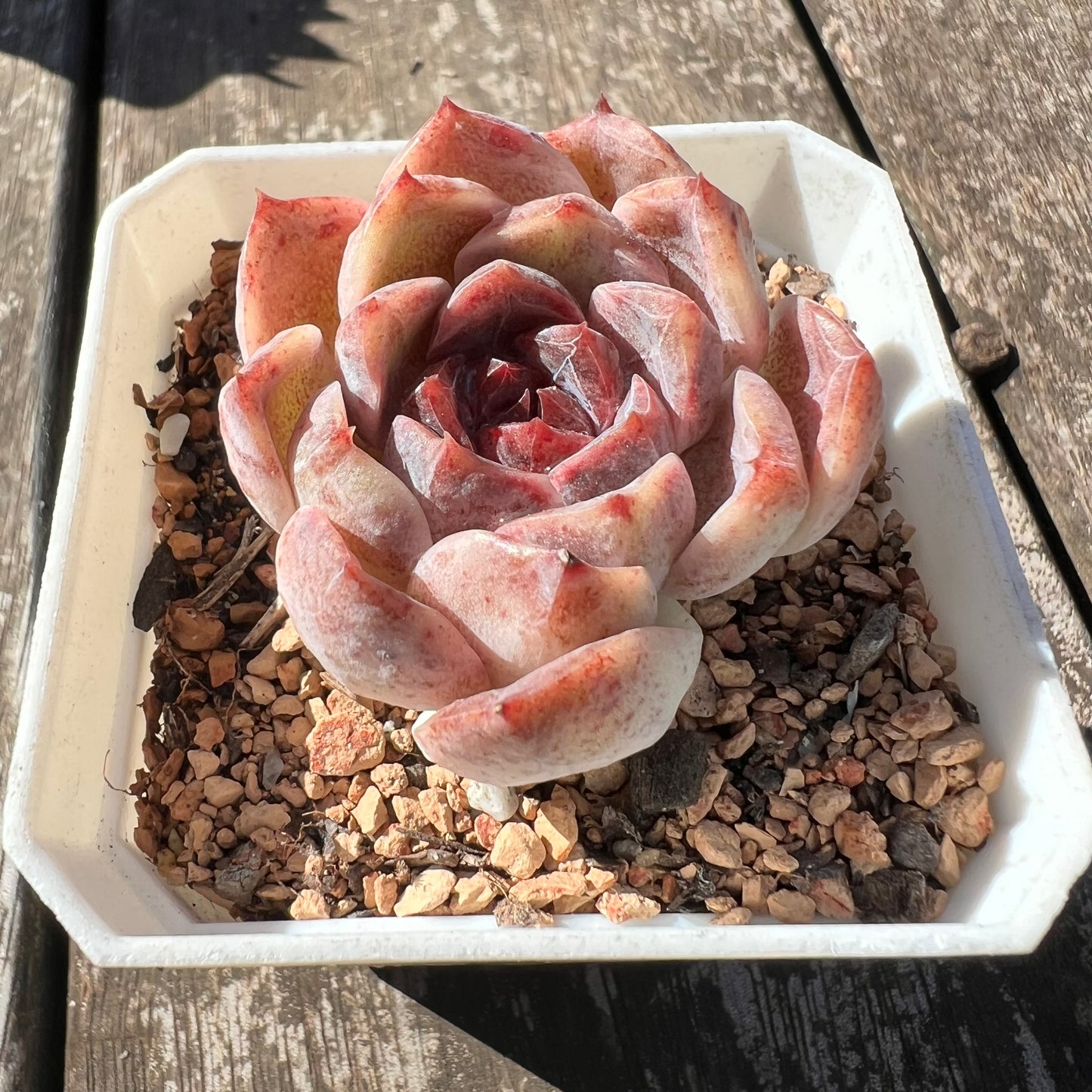 0608 Echeveria Chocolate Mousse