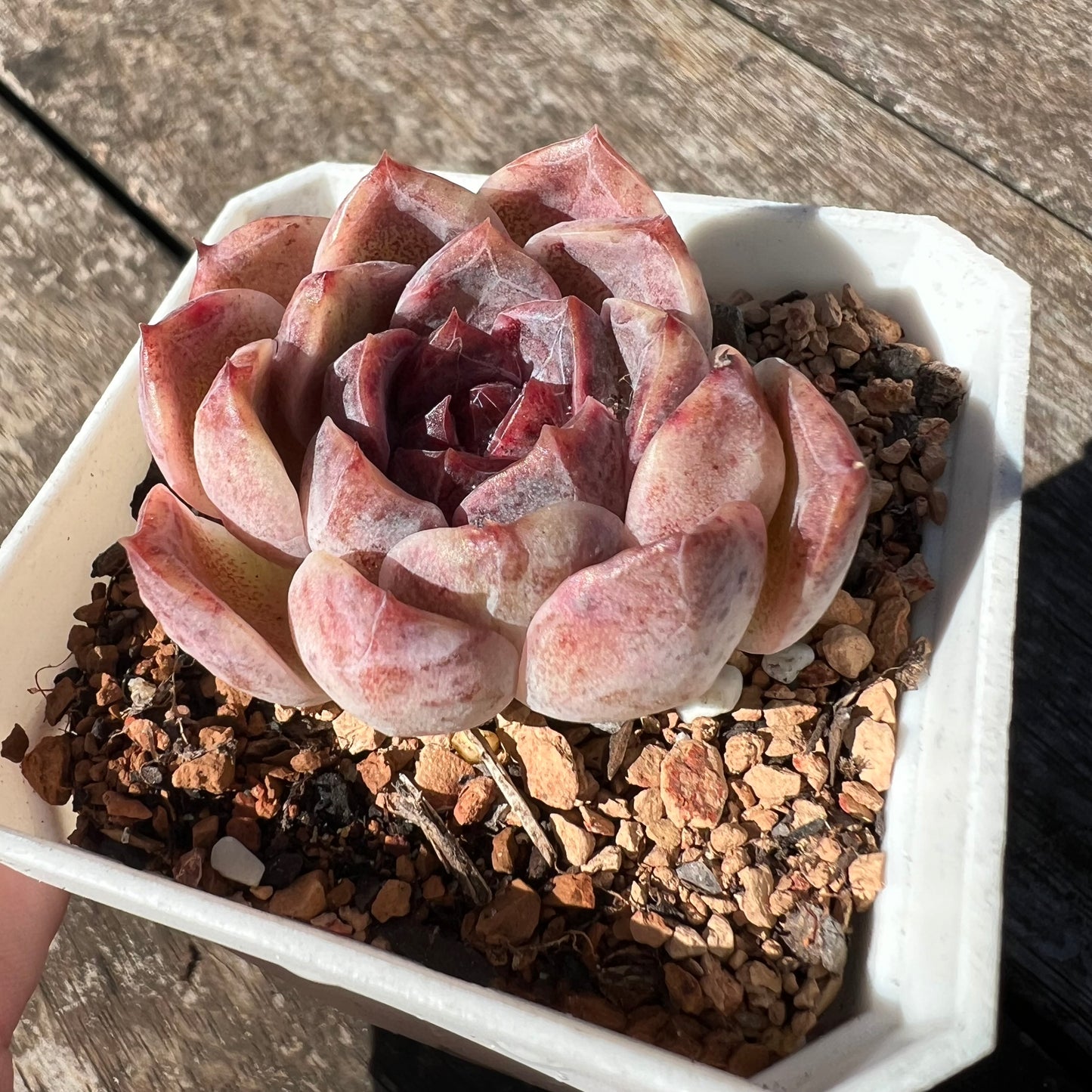 0608 Echeveria Chocolate Mousse