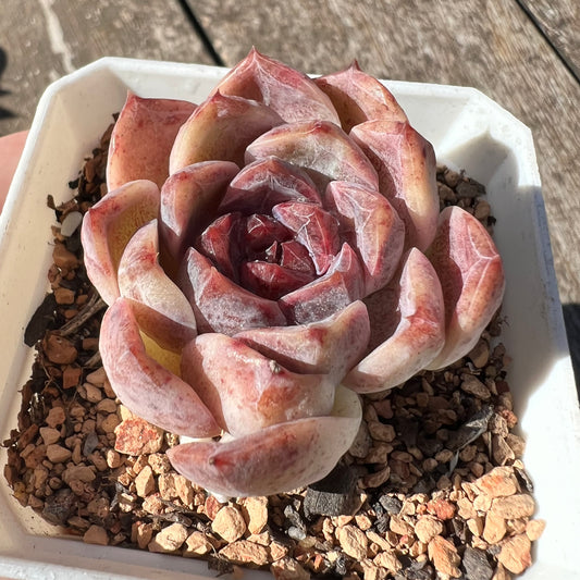 0608 Echeveria Chocolate Mousse