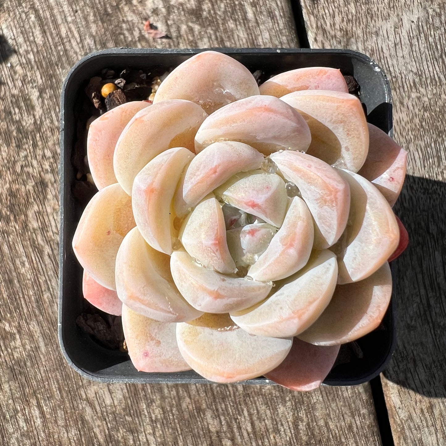 3007 Echeveria Cream Puff