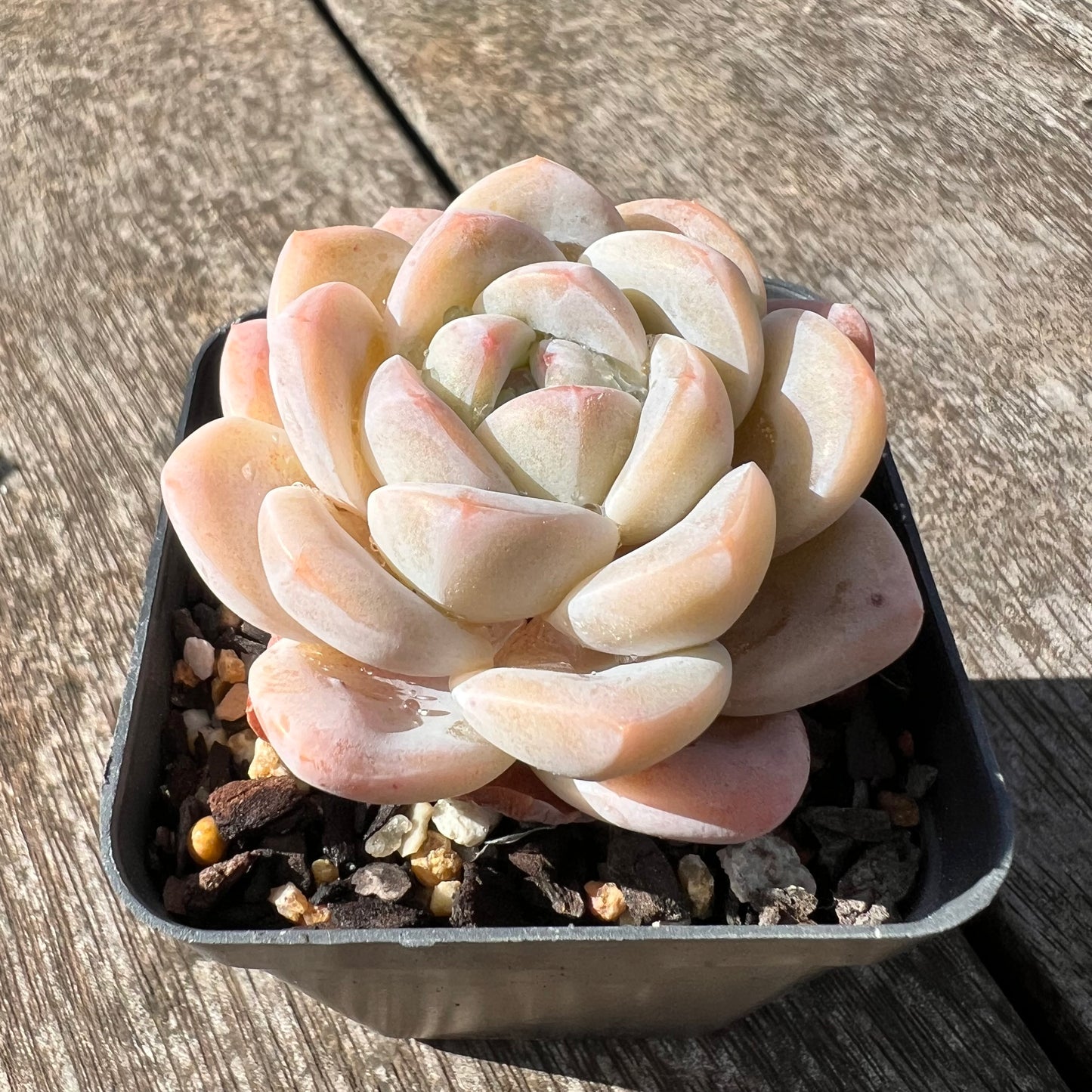 3007 Echeveria Cream Puff