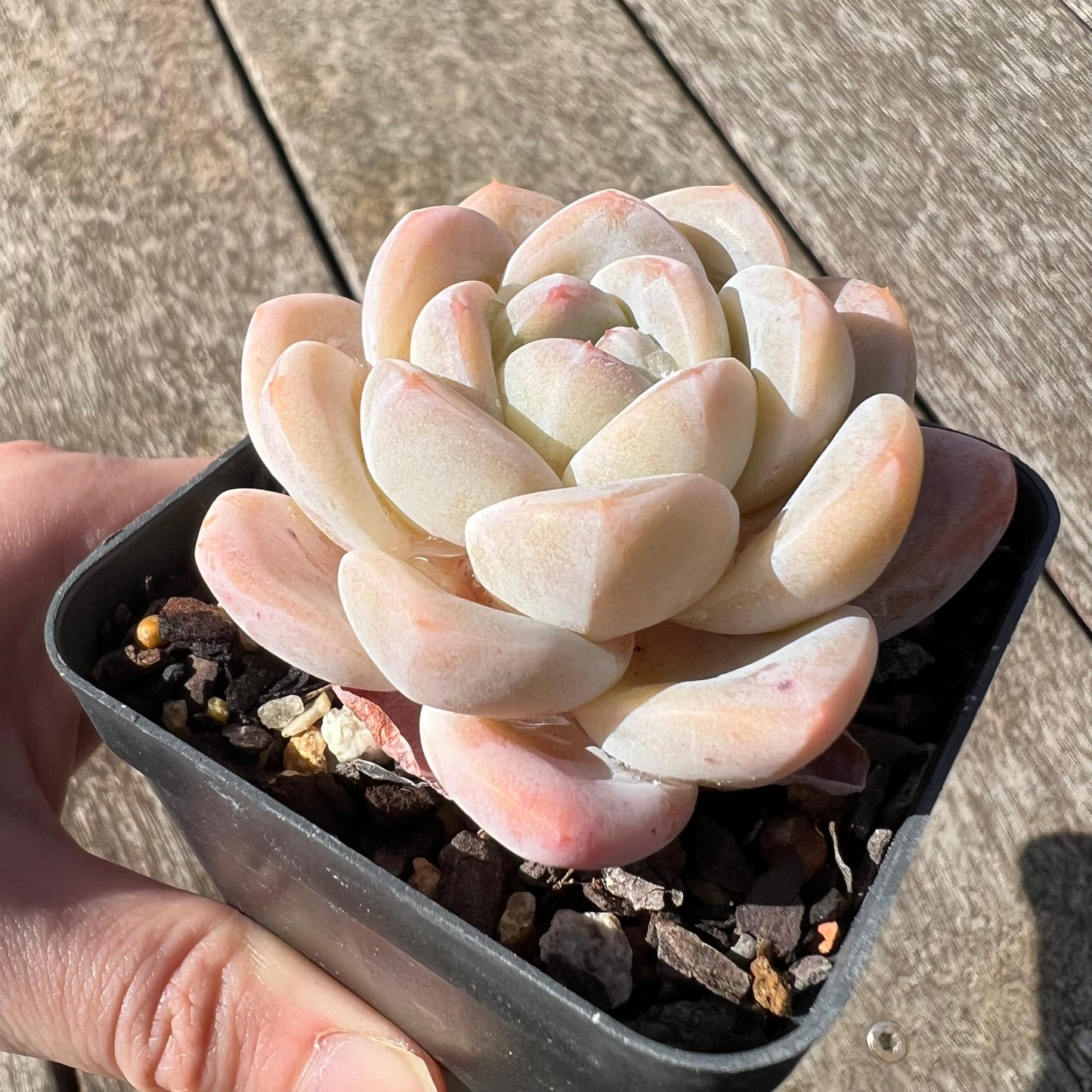 3007 Echeveria Cream Puff