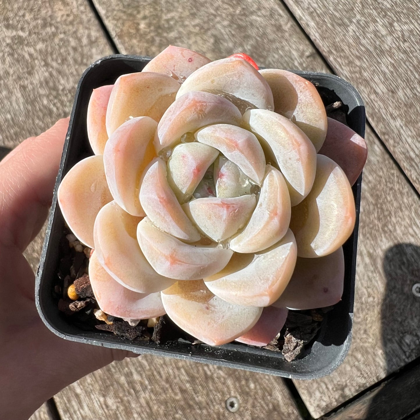 3007 Echeveria Cream Puff