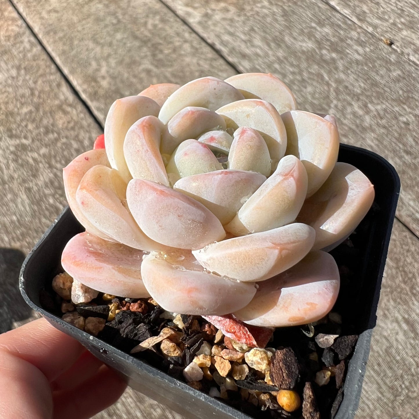 3007 Echeveria Cream Puff