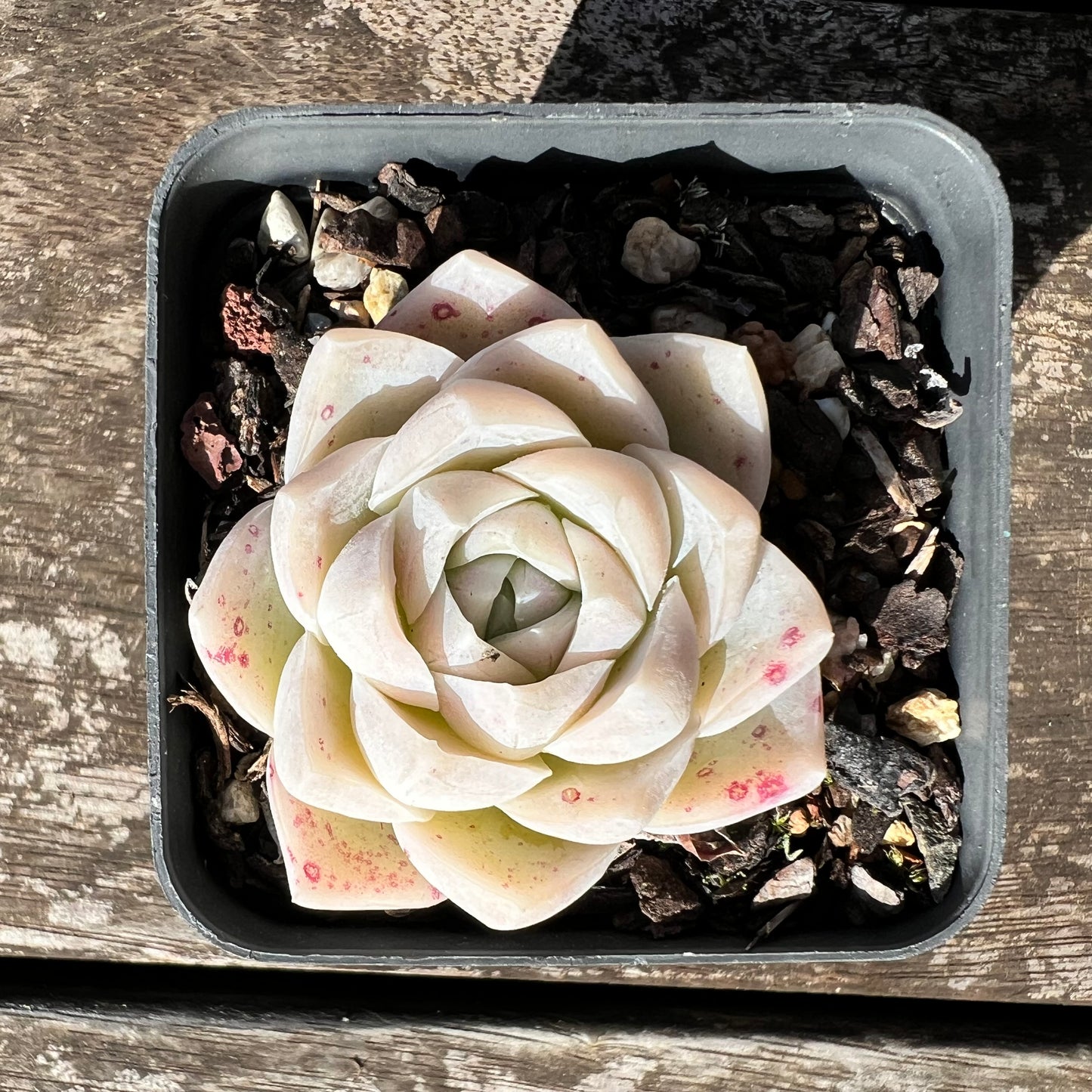 3007 Echeveria Cream Rose