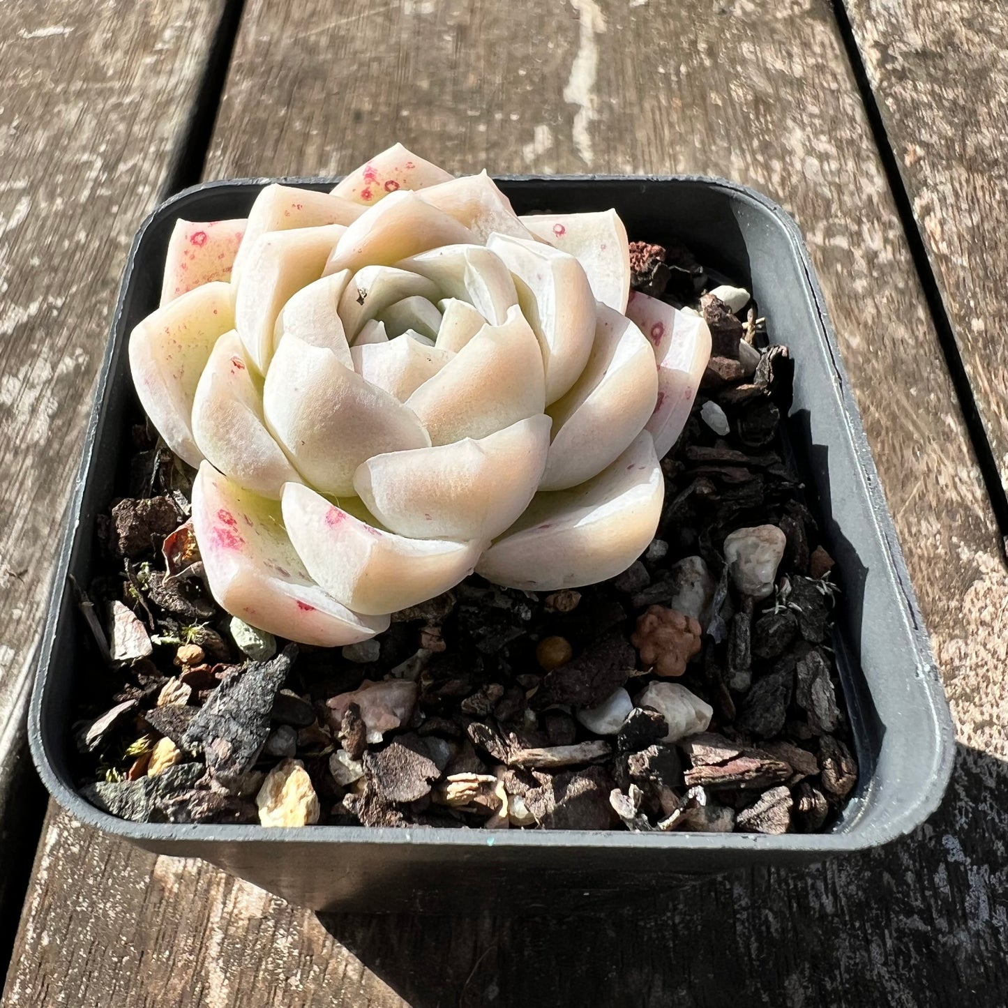 3007 Echeveria Cream Rose