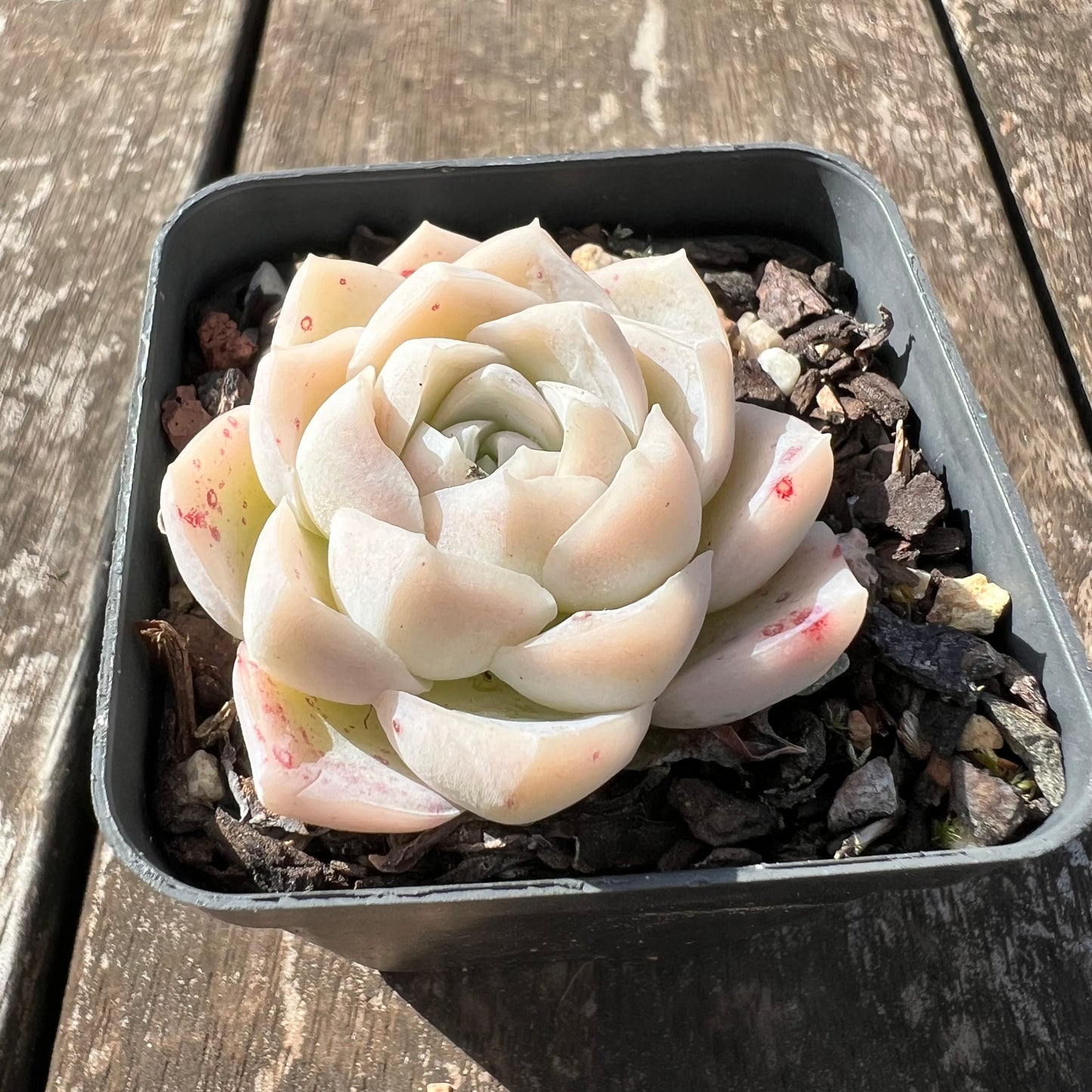 3007 Echeveria Cream Rose