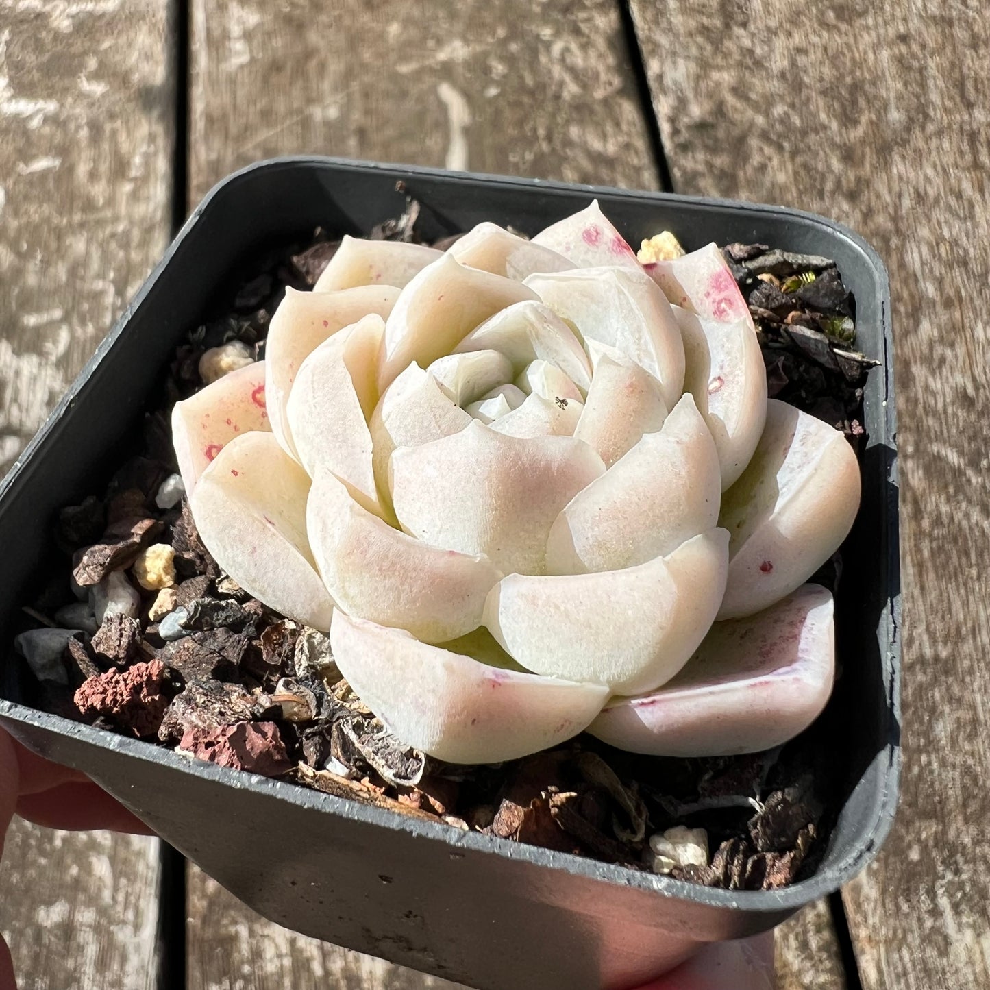 3007 Echeveria Cream Rose