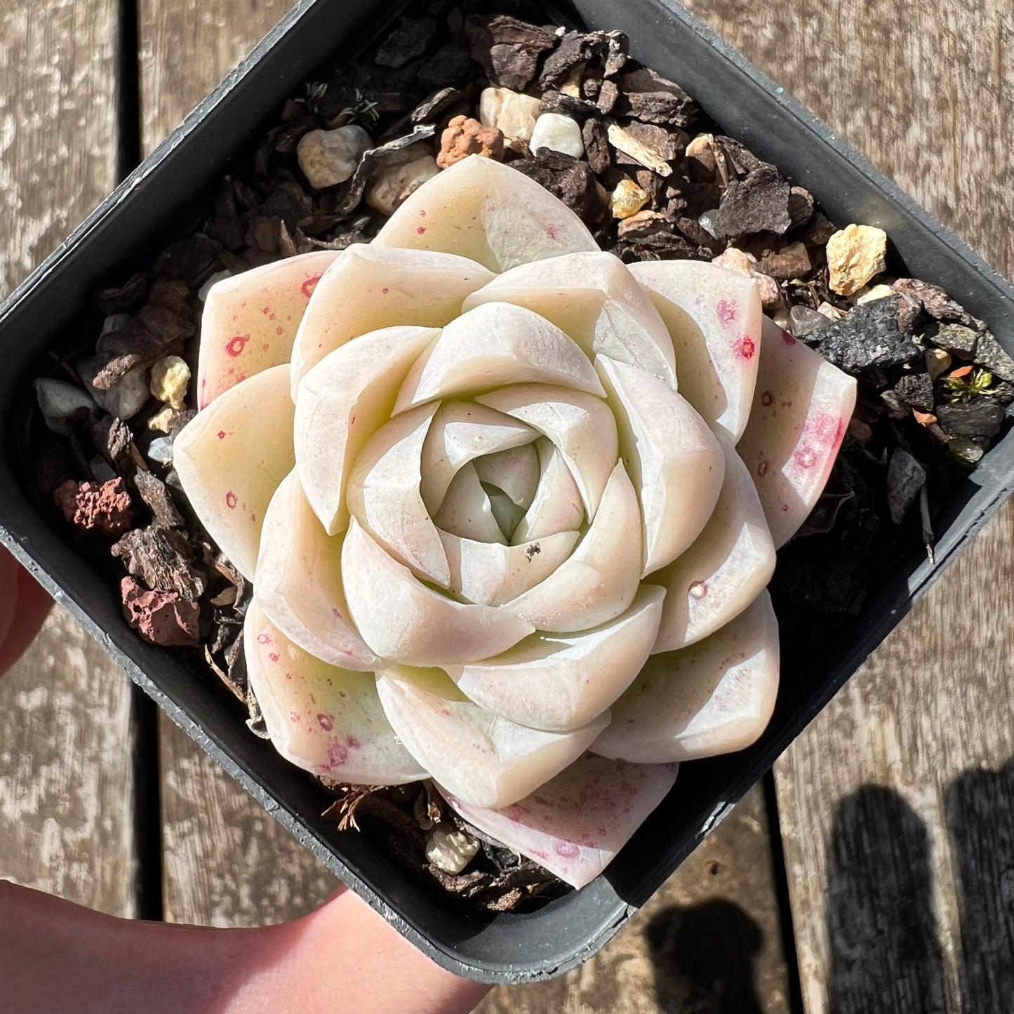 3007 Echeveria Cream Rose