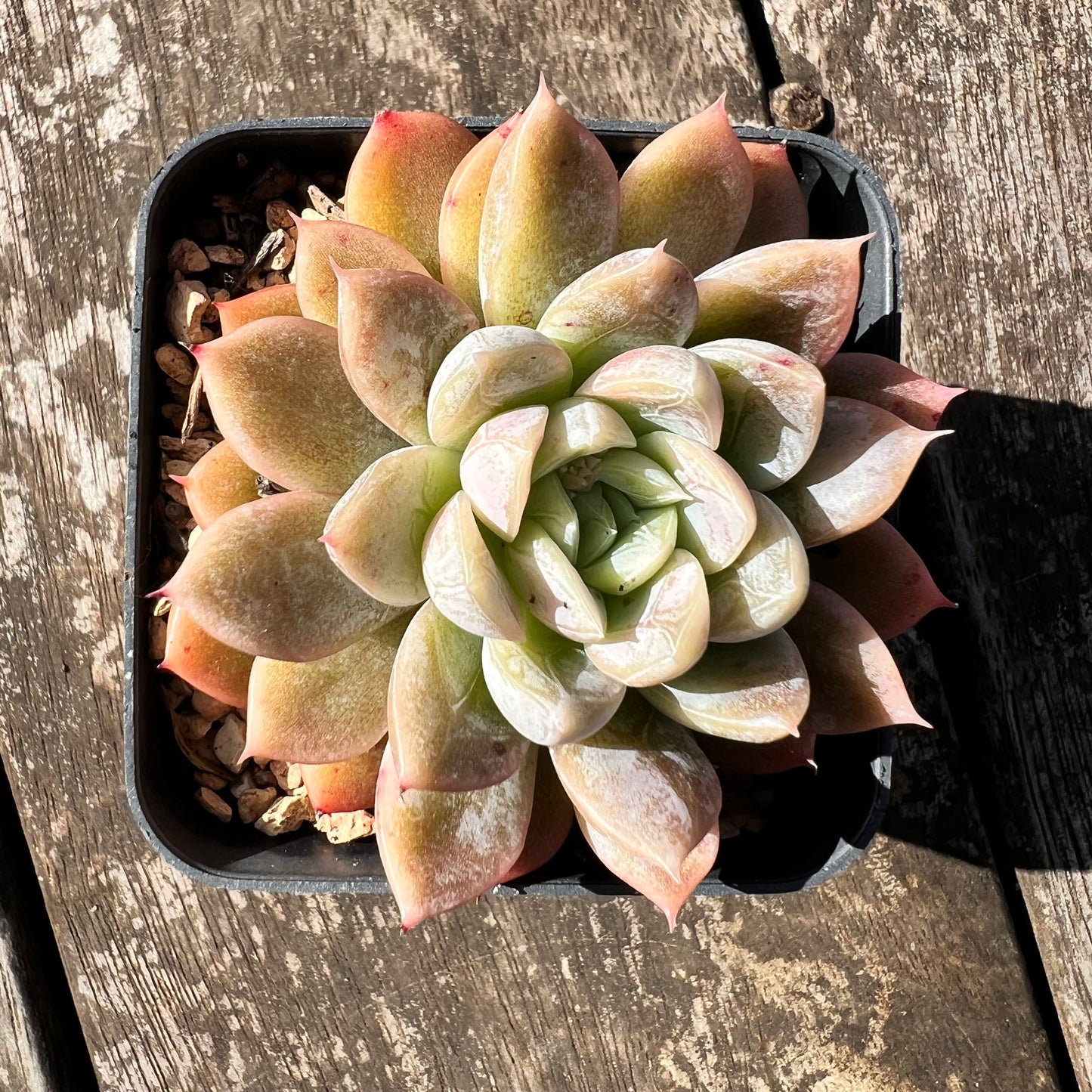 3007 Echeveria Elsa