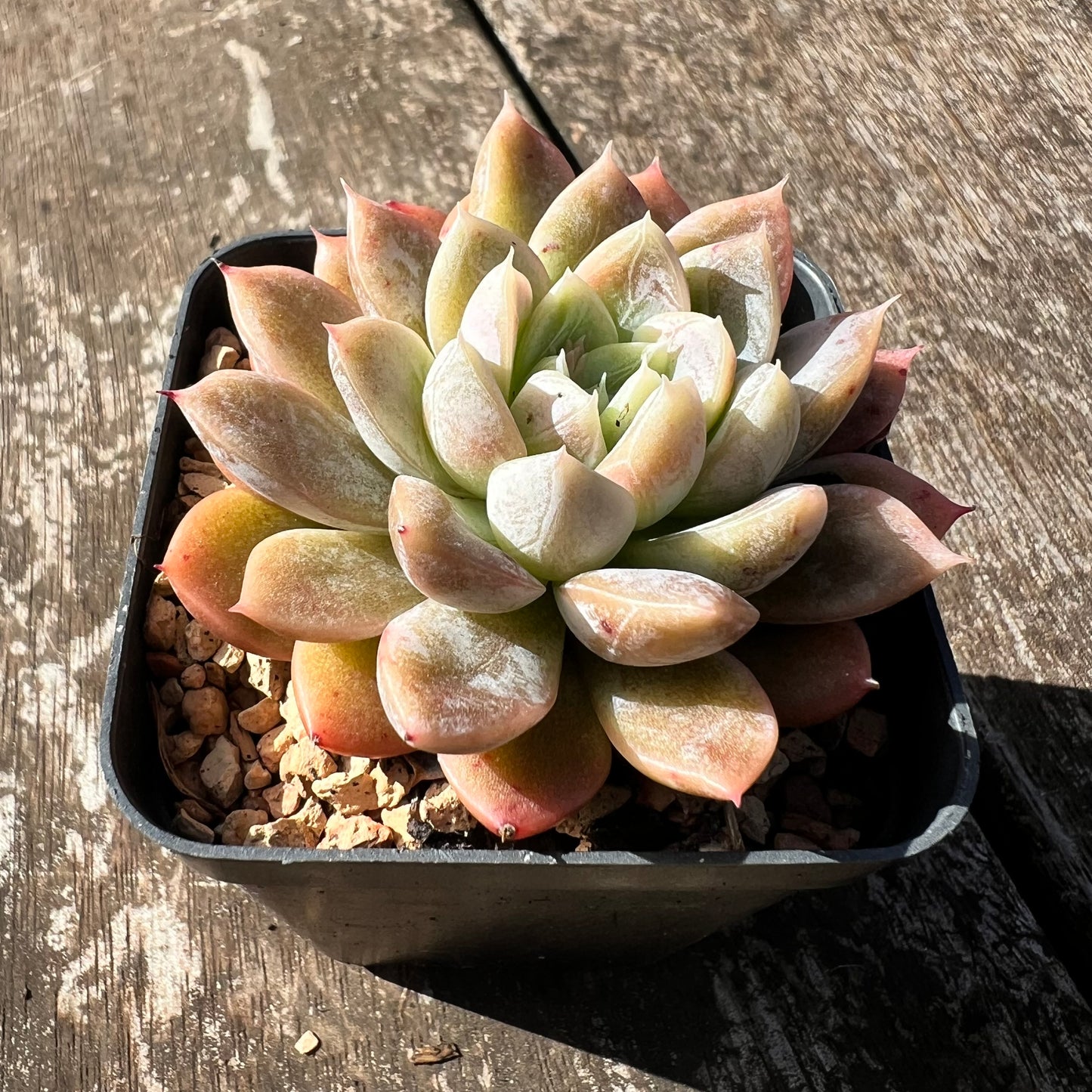 3007 Echeveria Elsa