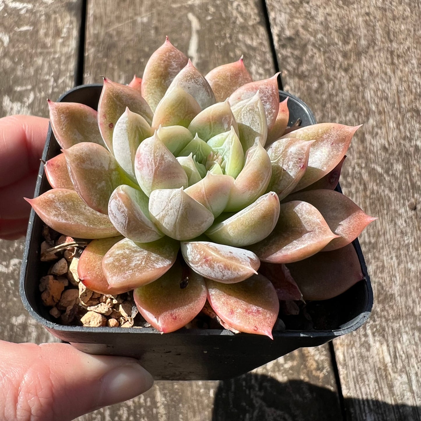 3007 Echeveria Elsa