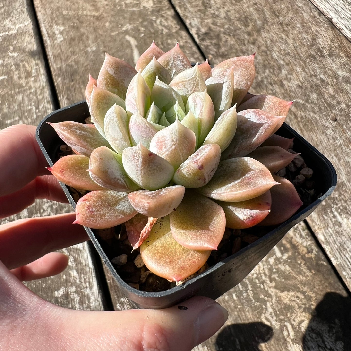 3007 Echeveria Elsa