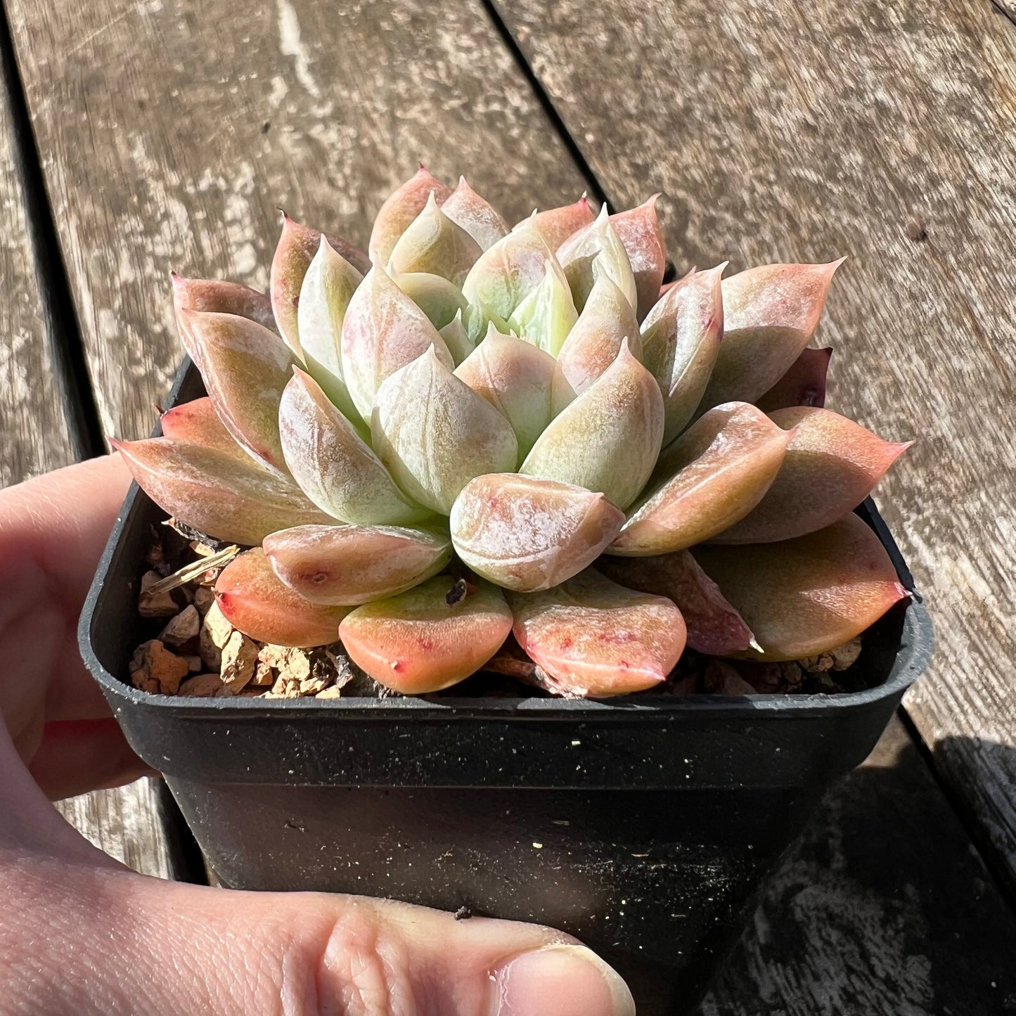 3007 Echeveria Elsa