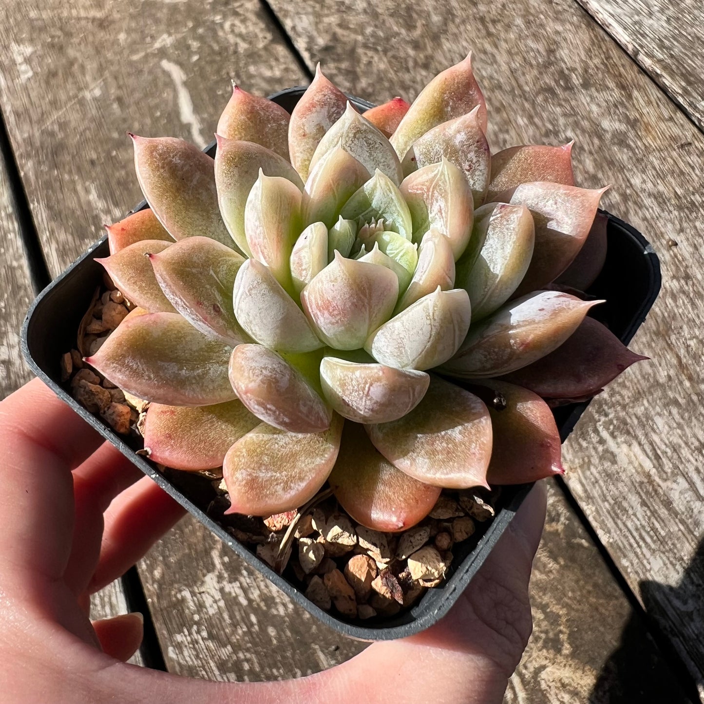 3007 Echeveria Elsa