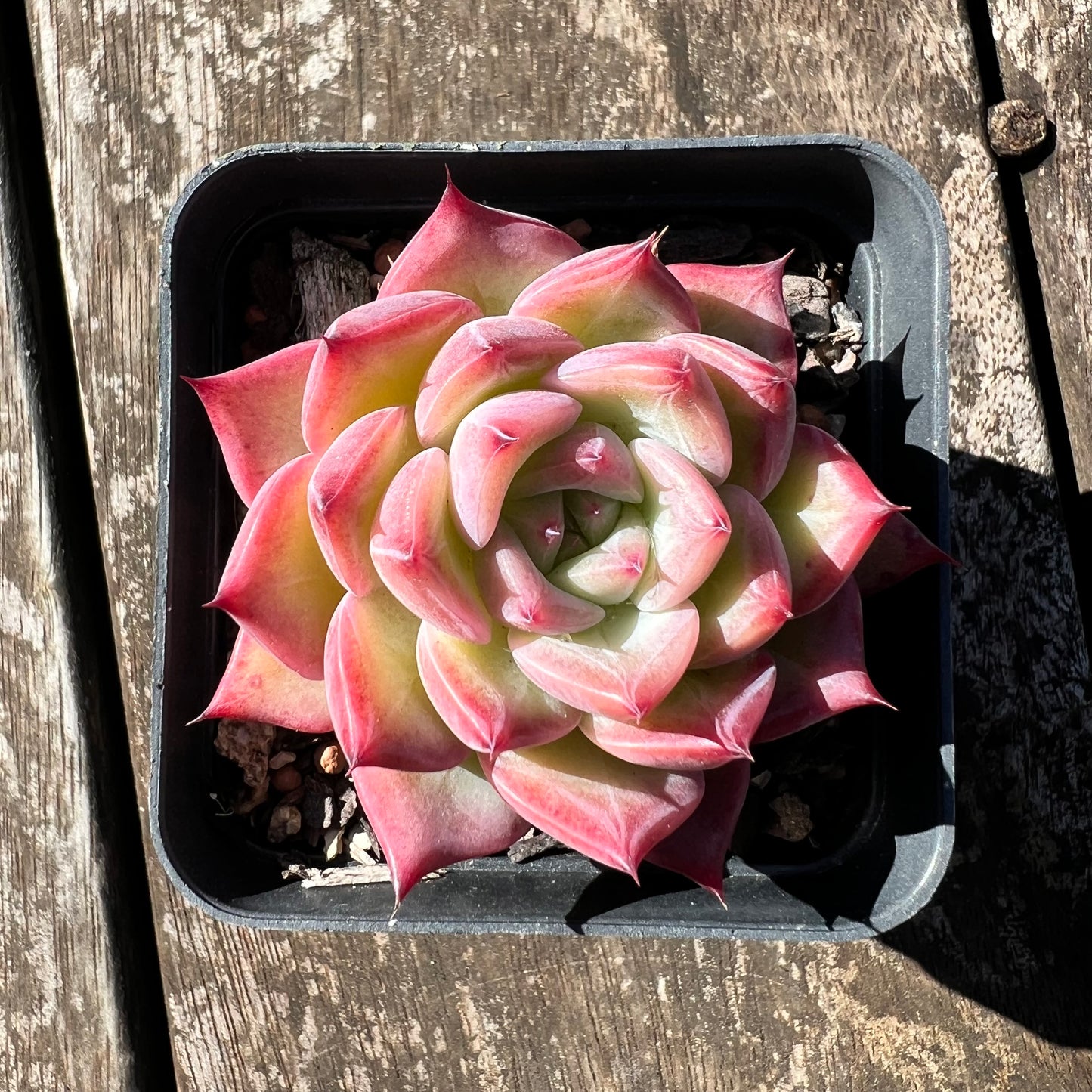 0608 Echeveria Frosty Red Dragon