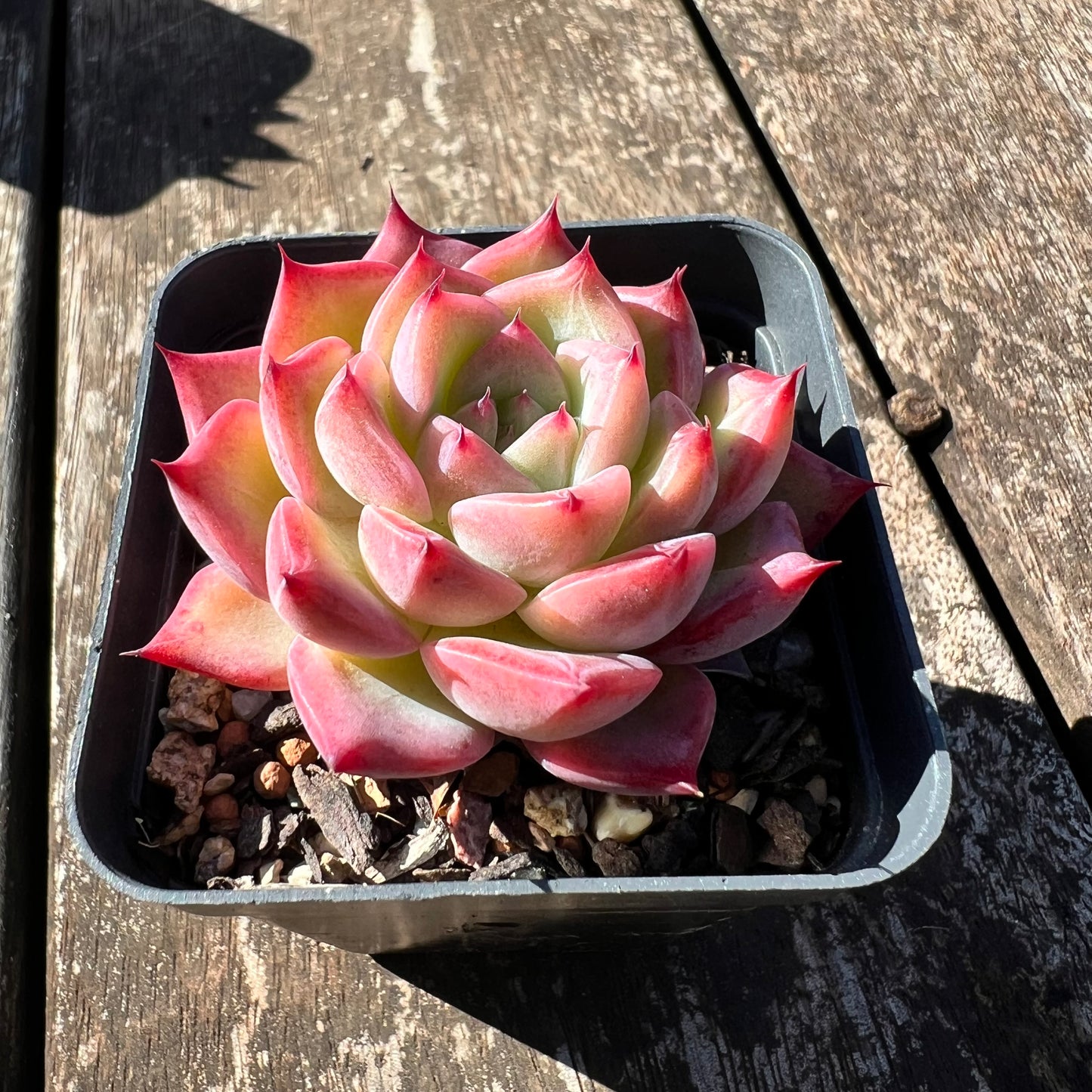 0608 Echeveria Frosty Red Dragon