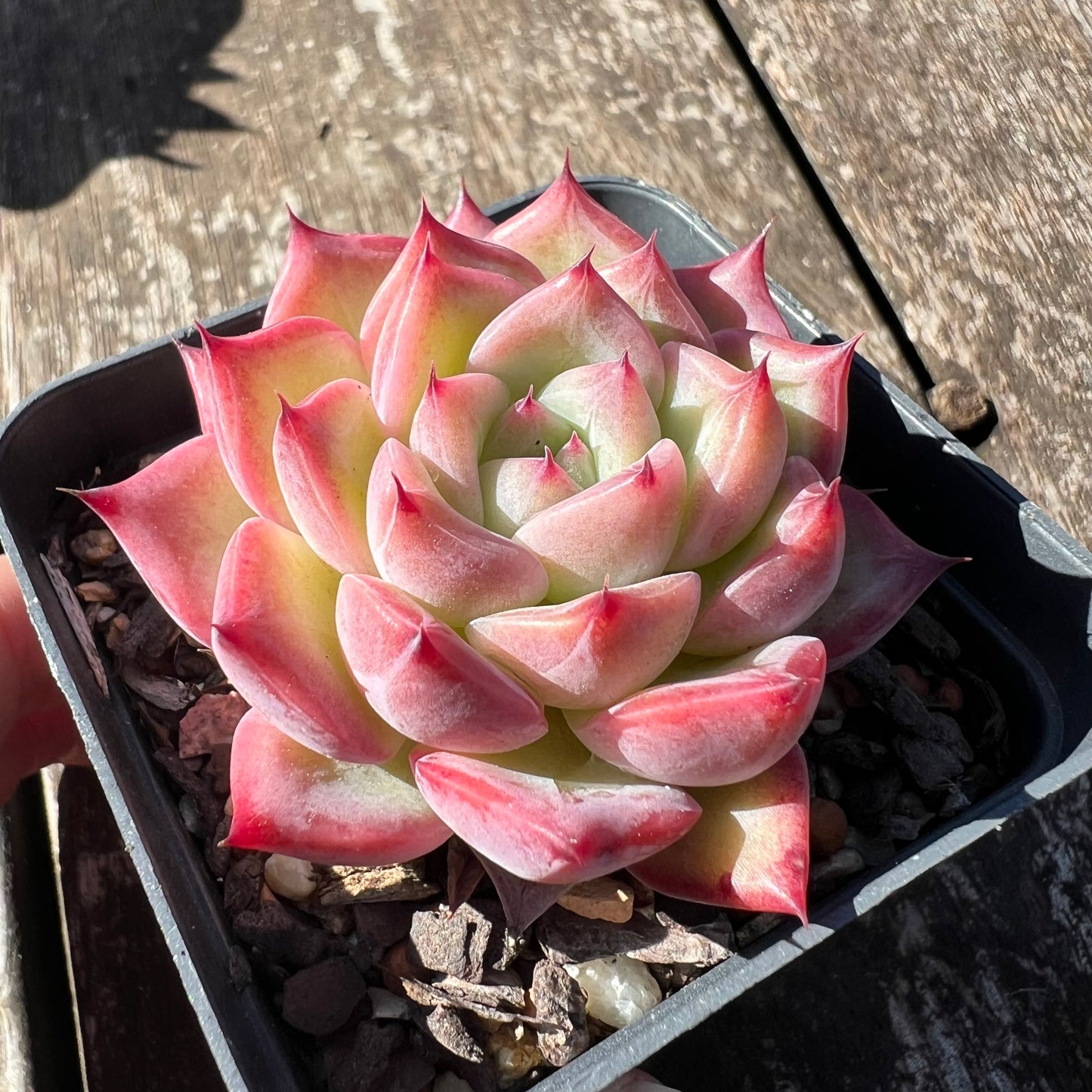 0608 Echeveria Frosty Red Dragon