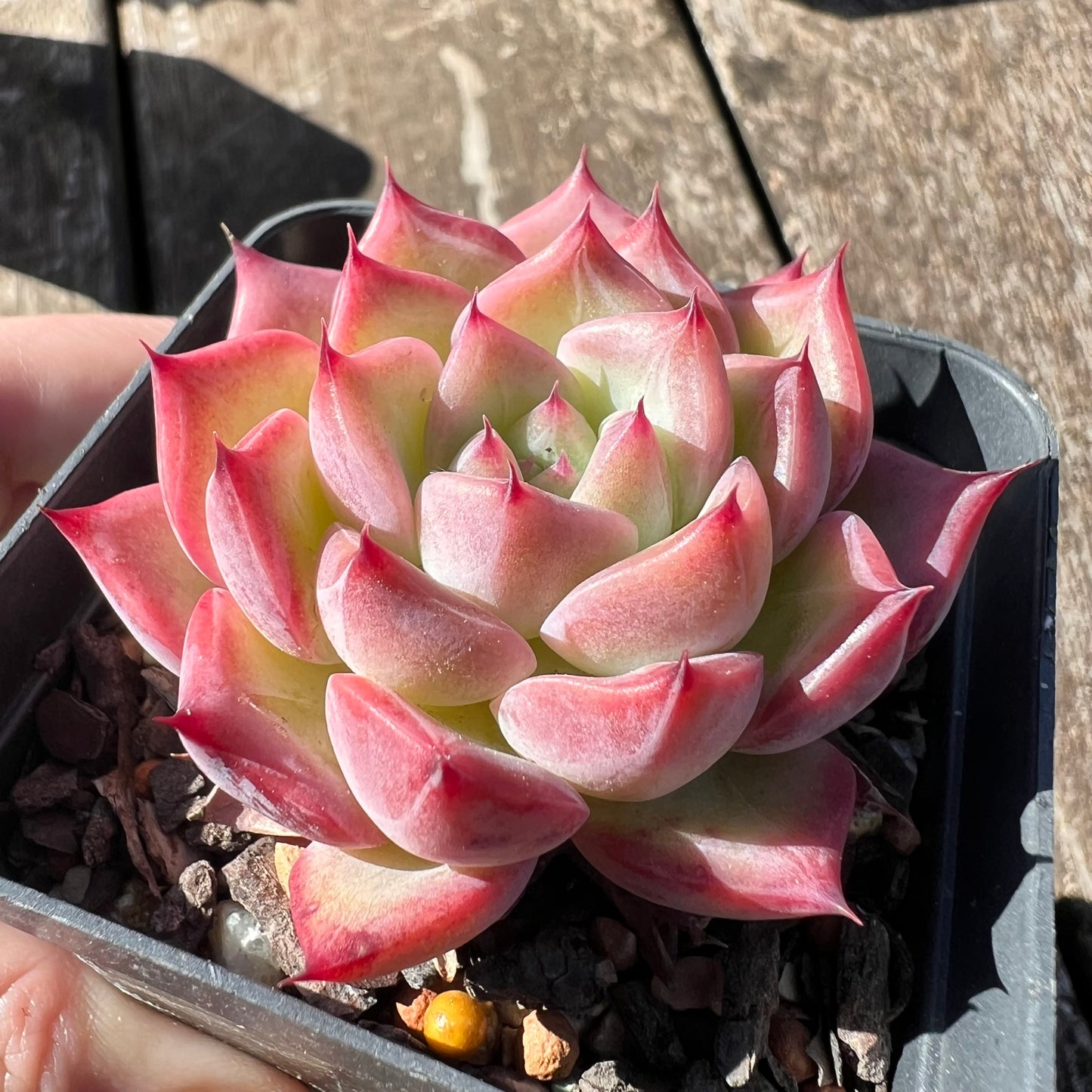 0608 Echeveria Frosty Red Dragon