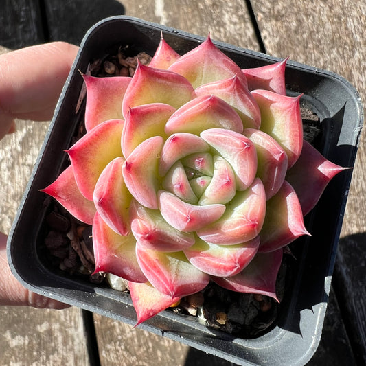 0608 Echeveria Frosty Red Dragon